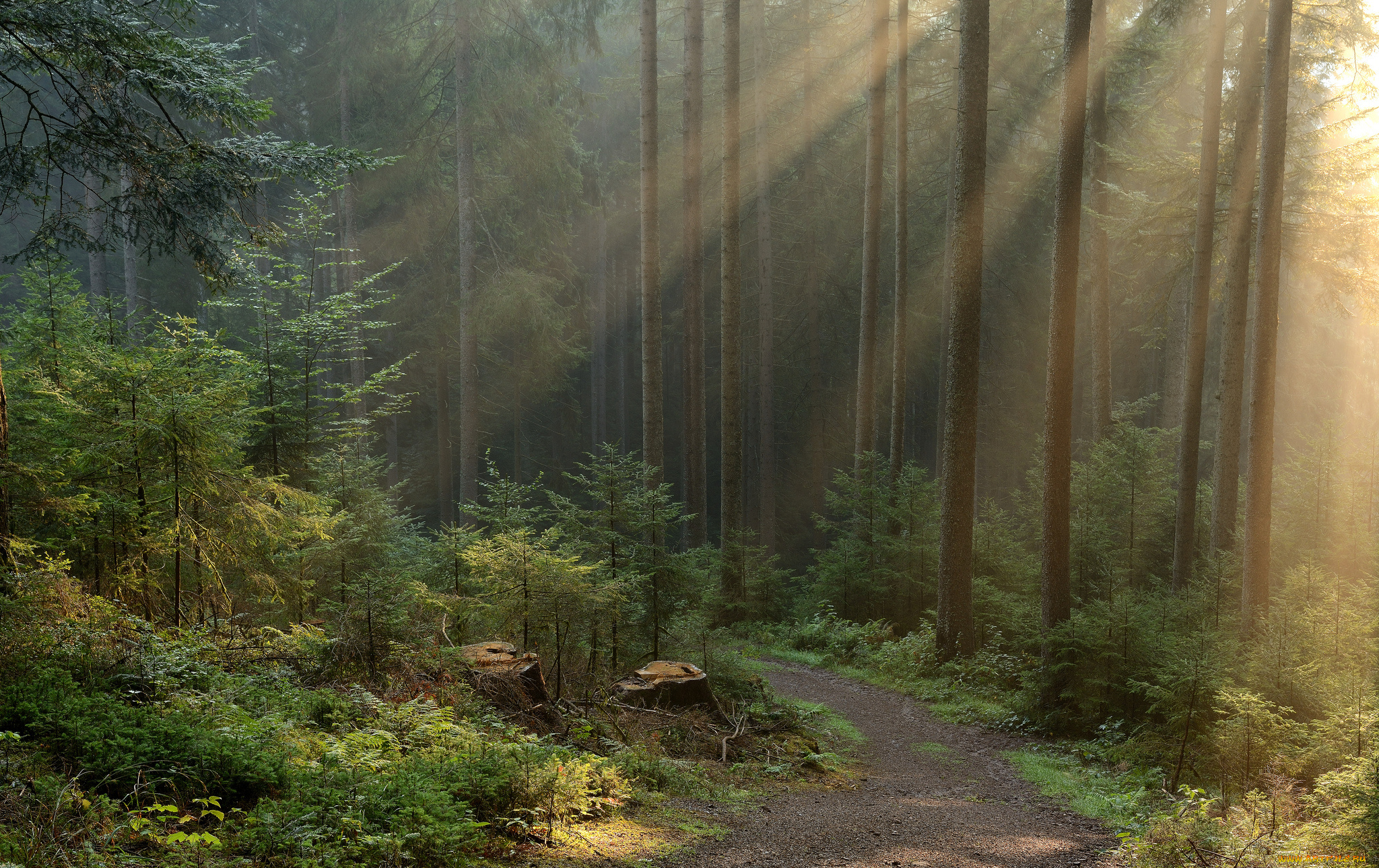 природа, дороги, тропинка, ели