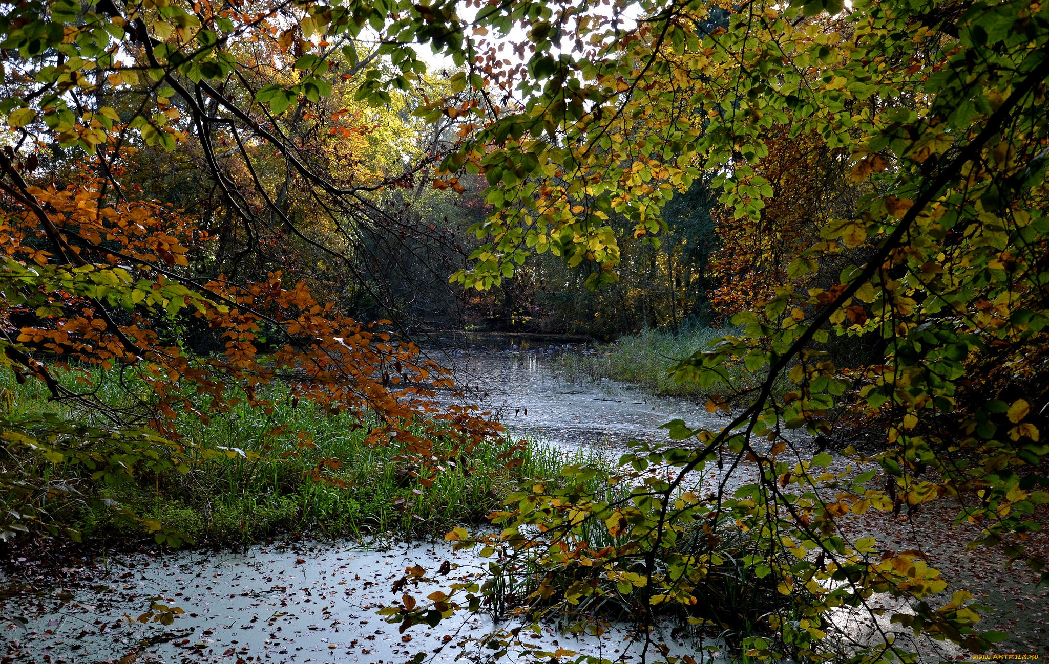 природа, реки, озера, лес, река