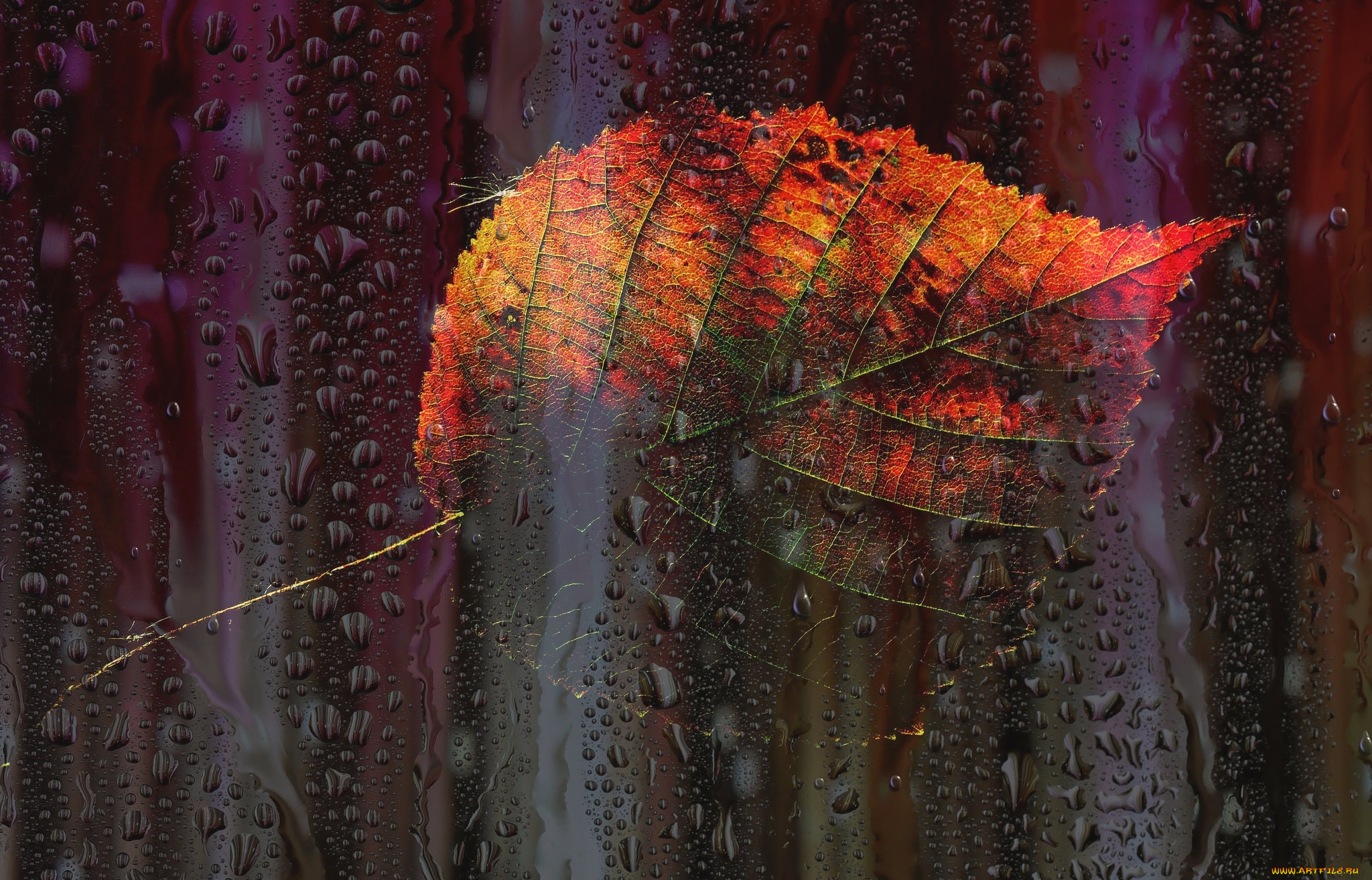 природа, листья, окно, осень, листок, капли