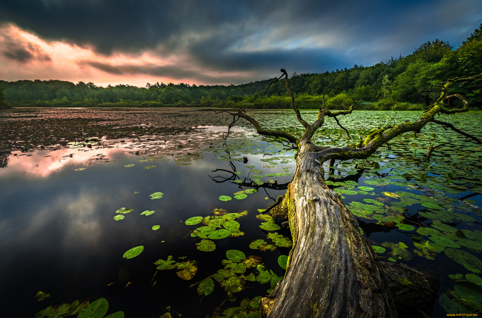 природа, реки, озера, река, лес