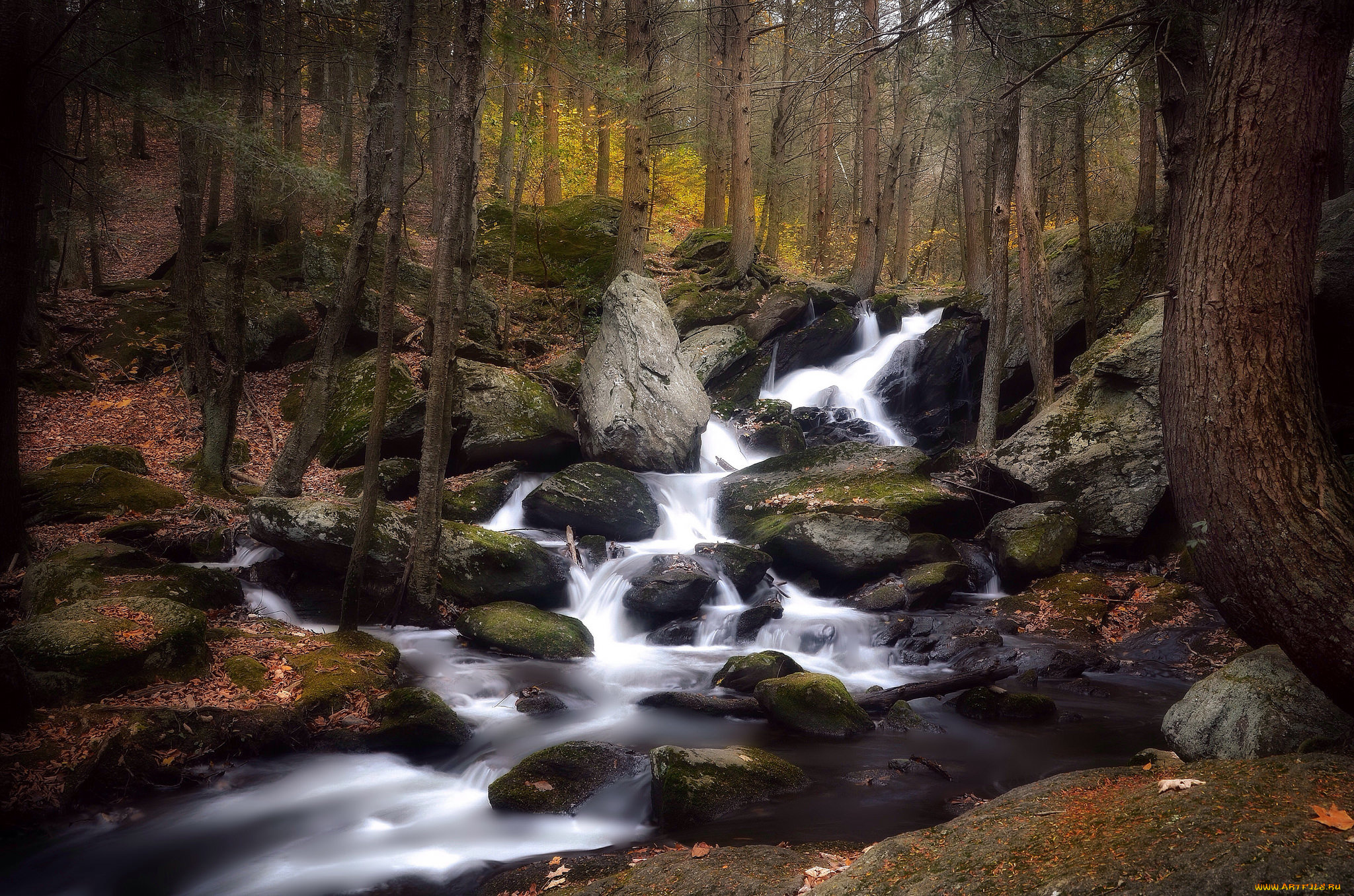 природа, реки, озера, река, лес