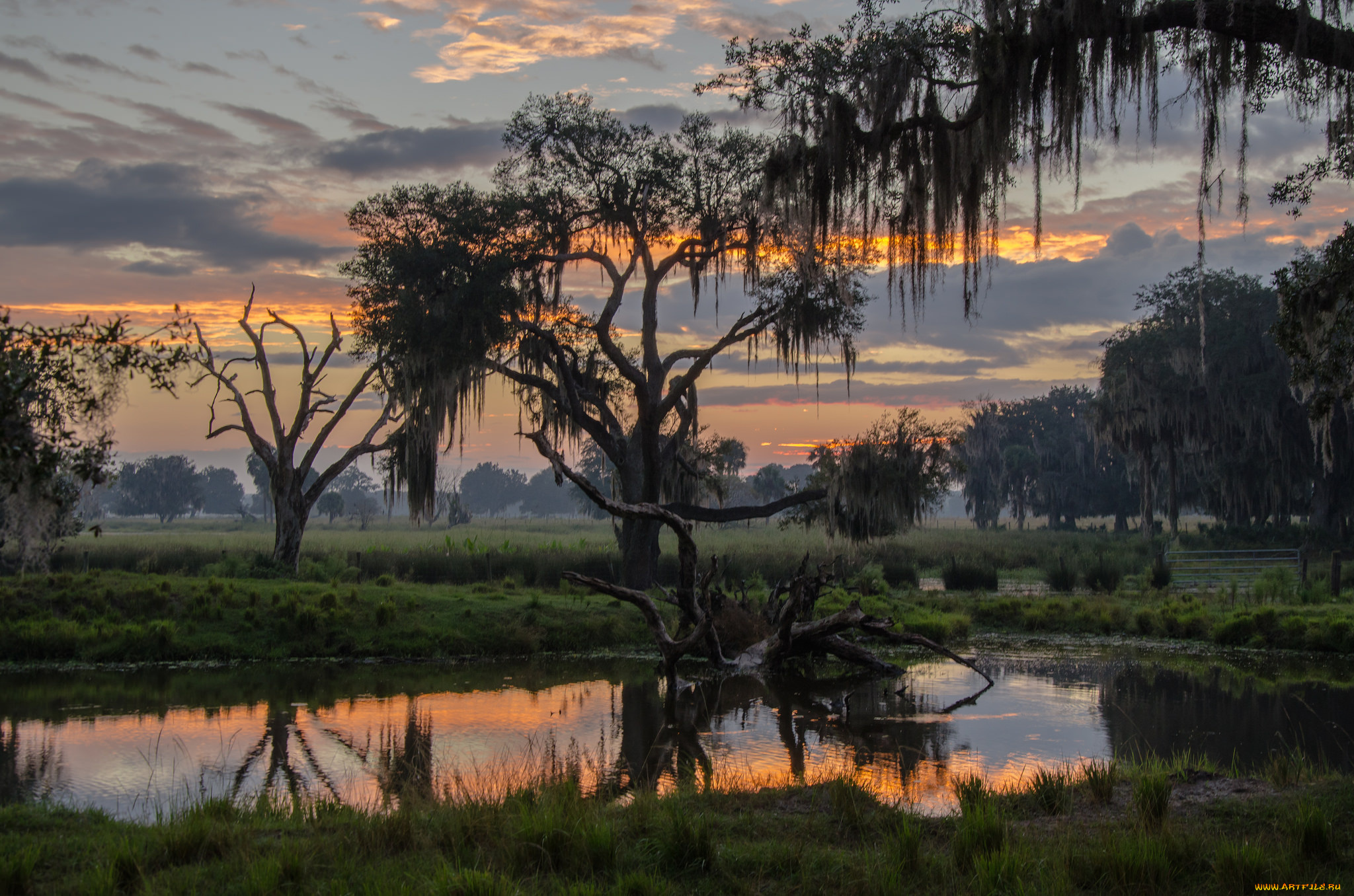 природа, реки, озера, река, лес