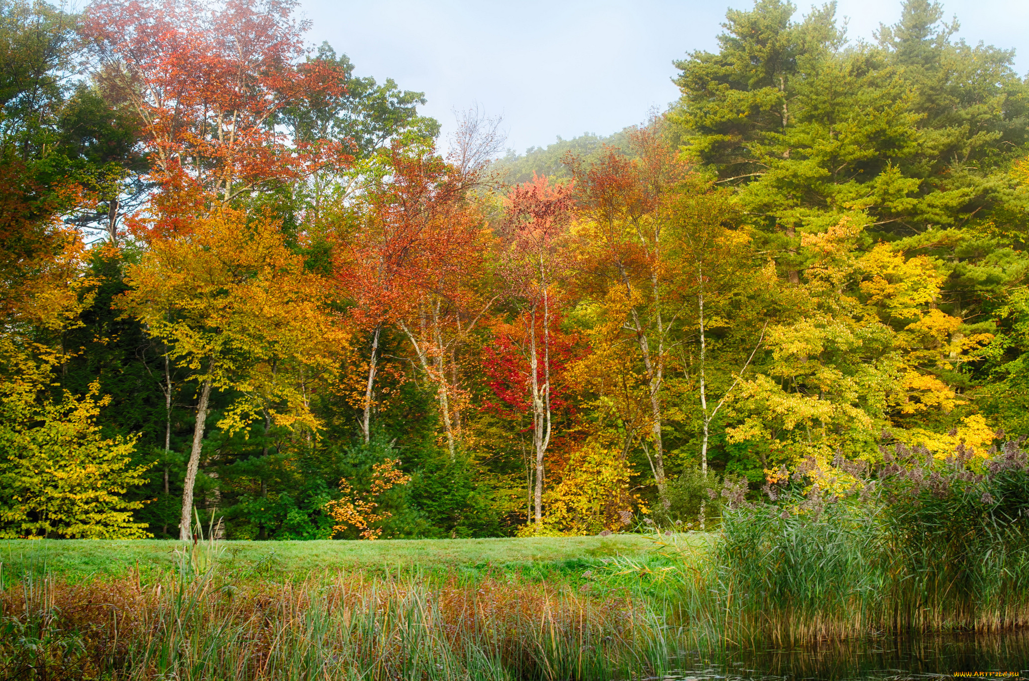 природа, реки, озера, река, лес