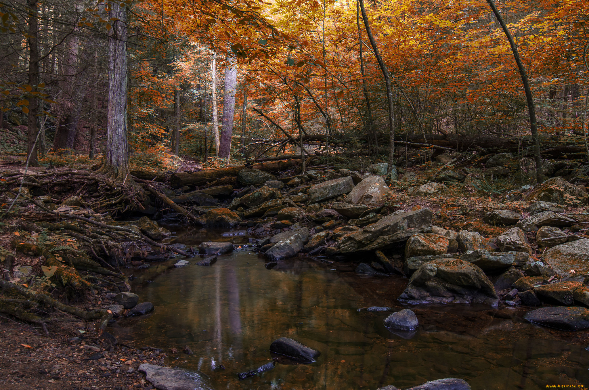 природа, реки, озера, река, лес