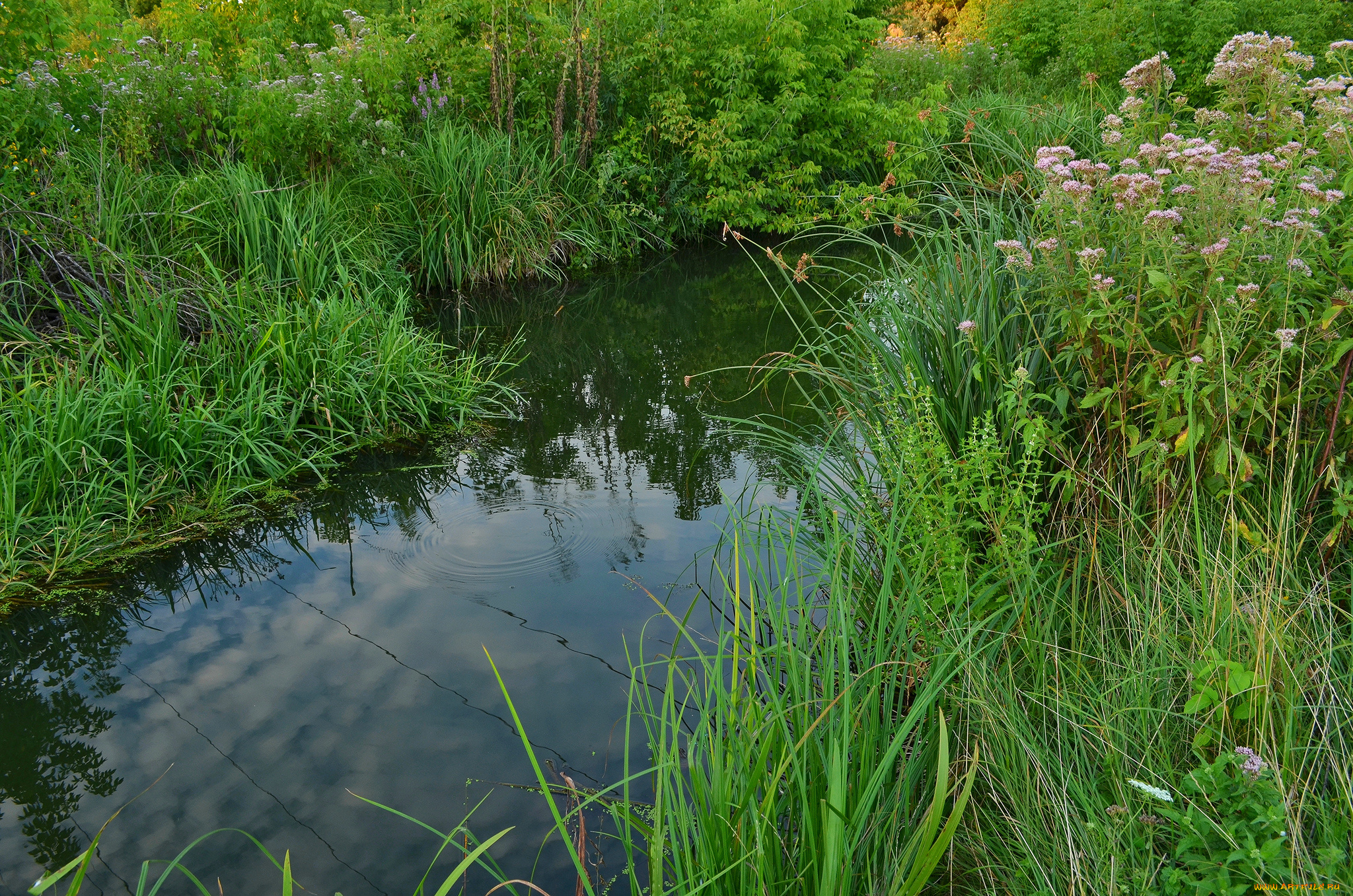 природа, реки, озера, река, лес