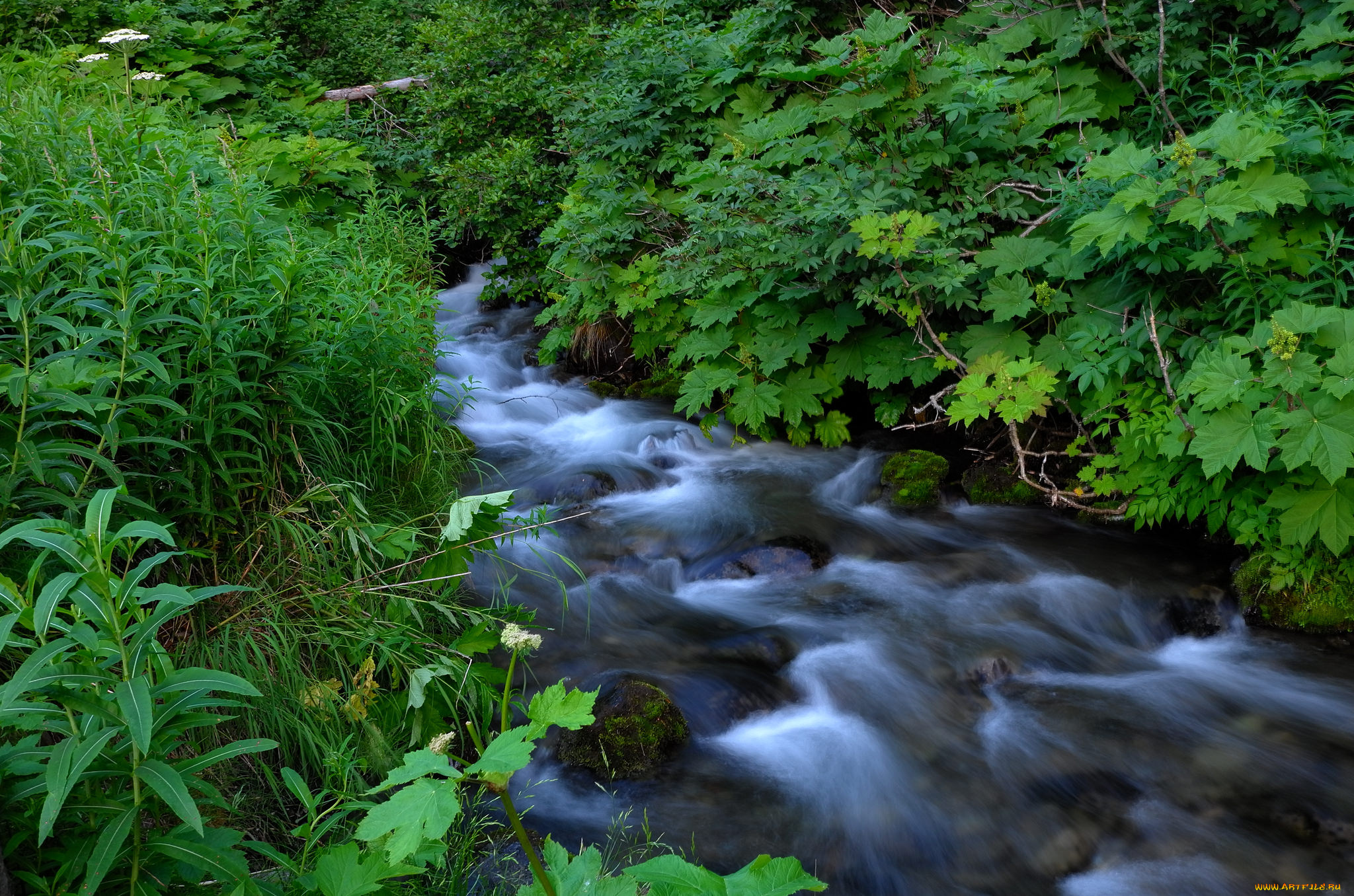 природа, реки, озера, река, лес