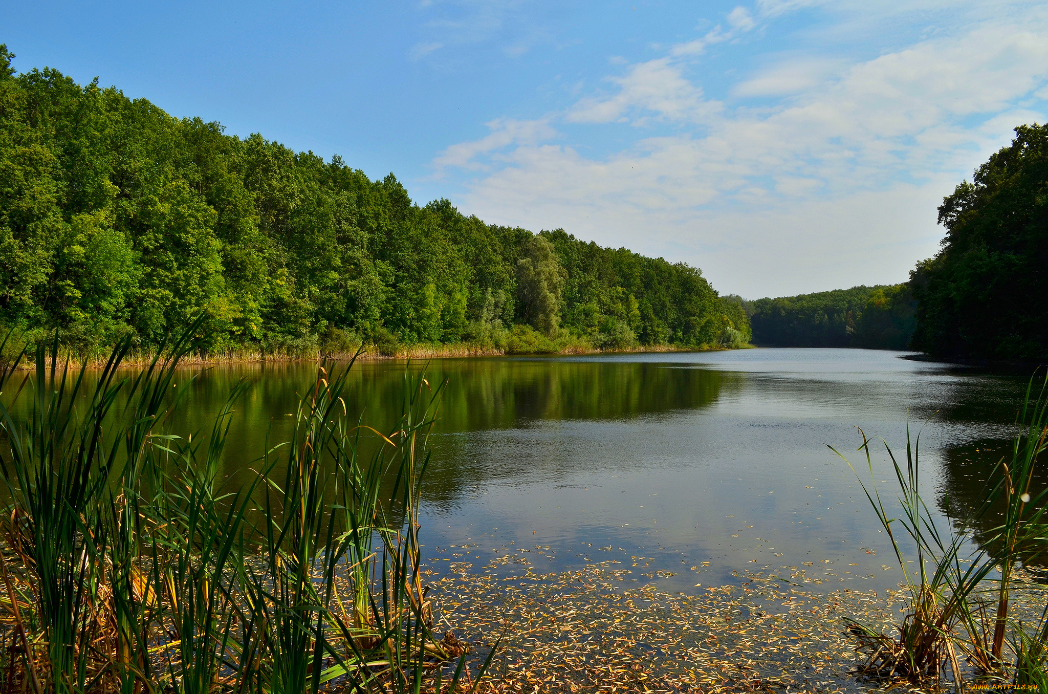 природа, реки, озера, река, лес