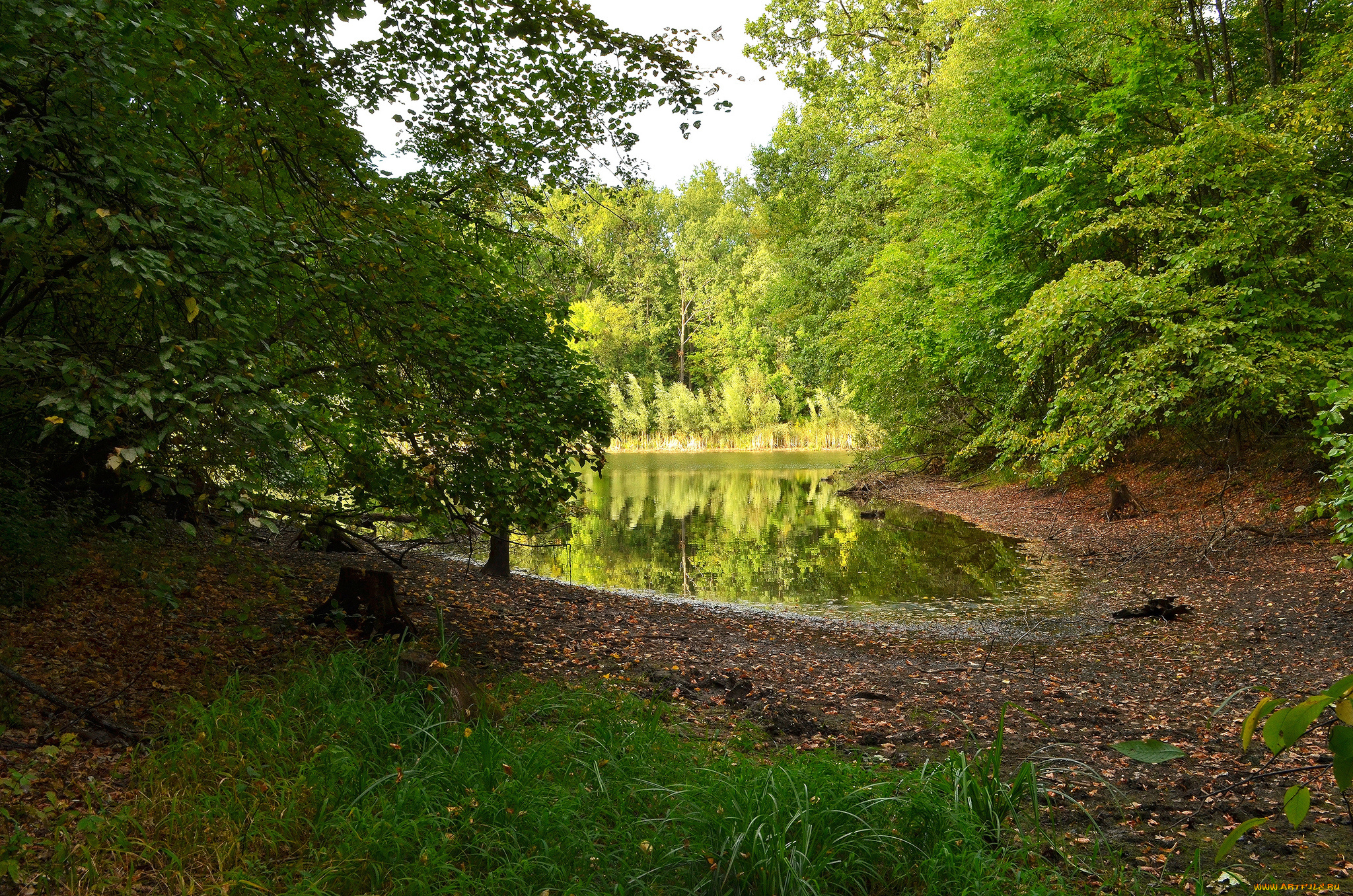 природа, реки, озера, река, лес