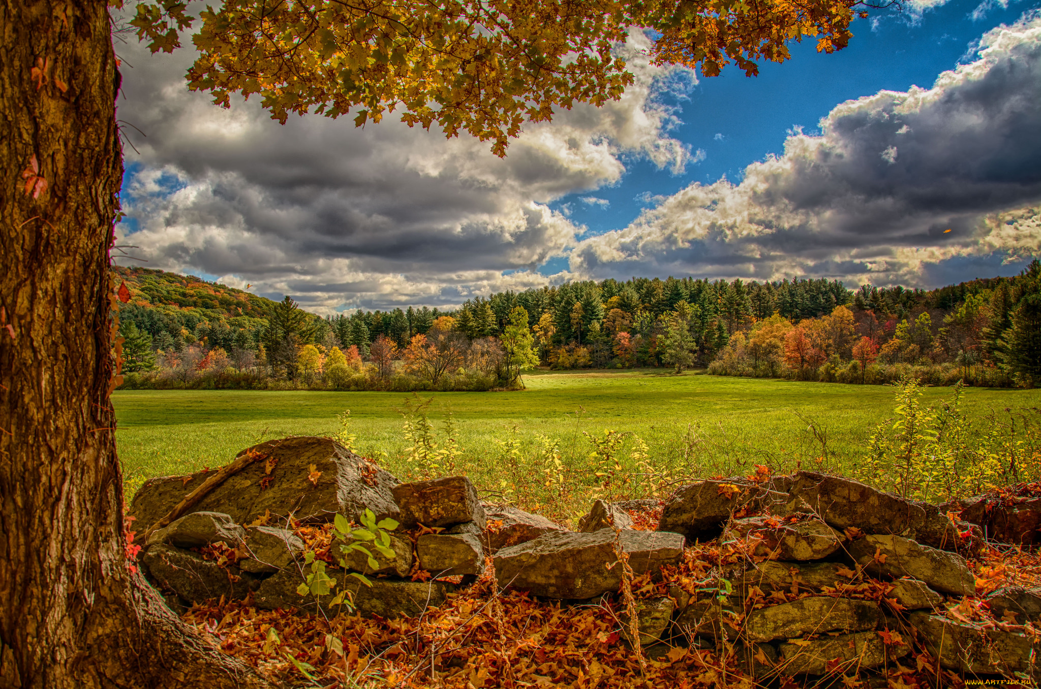 природа, пейзажи, поле, лес, осень