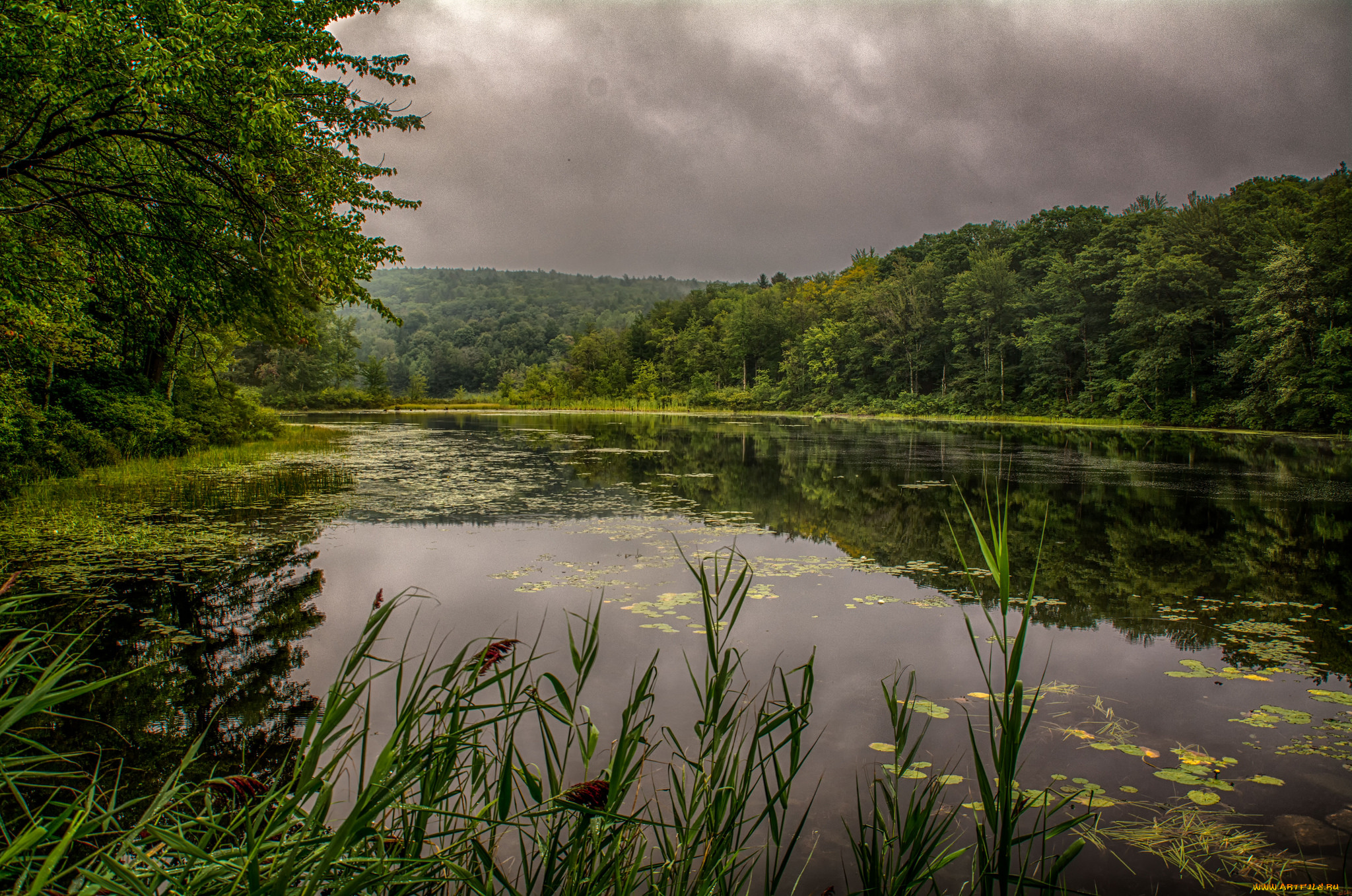 природа, реки, озера, река, лес