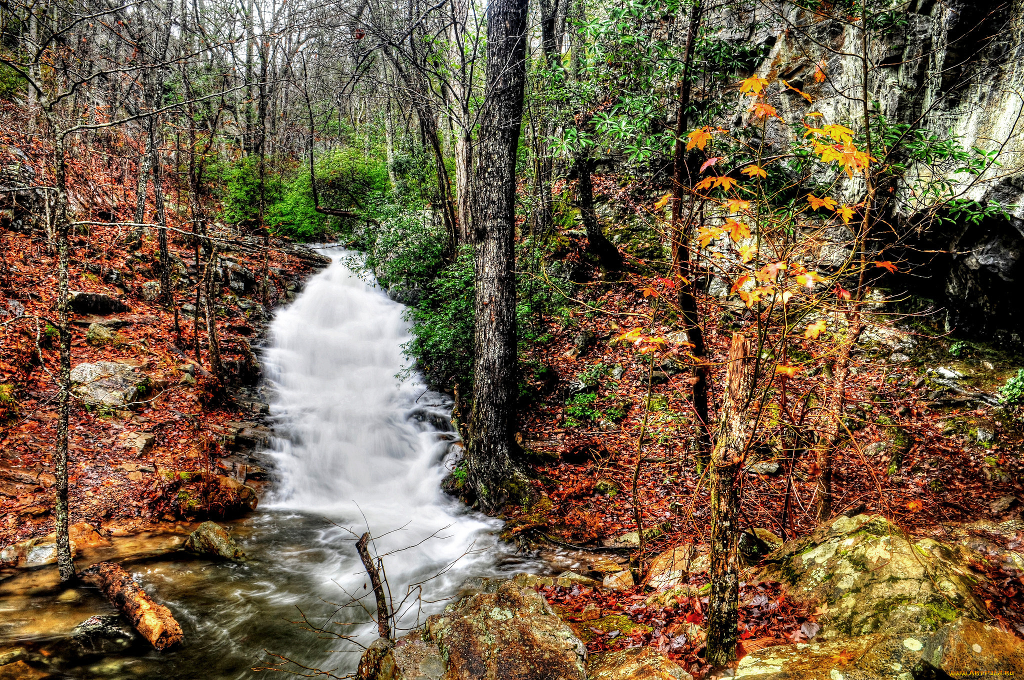 природа, реки, озера, река, лес