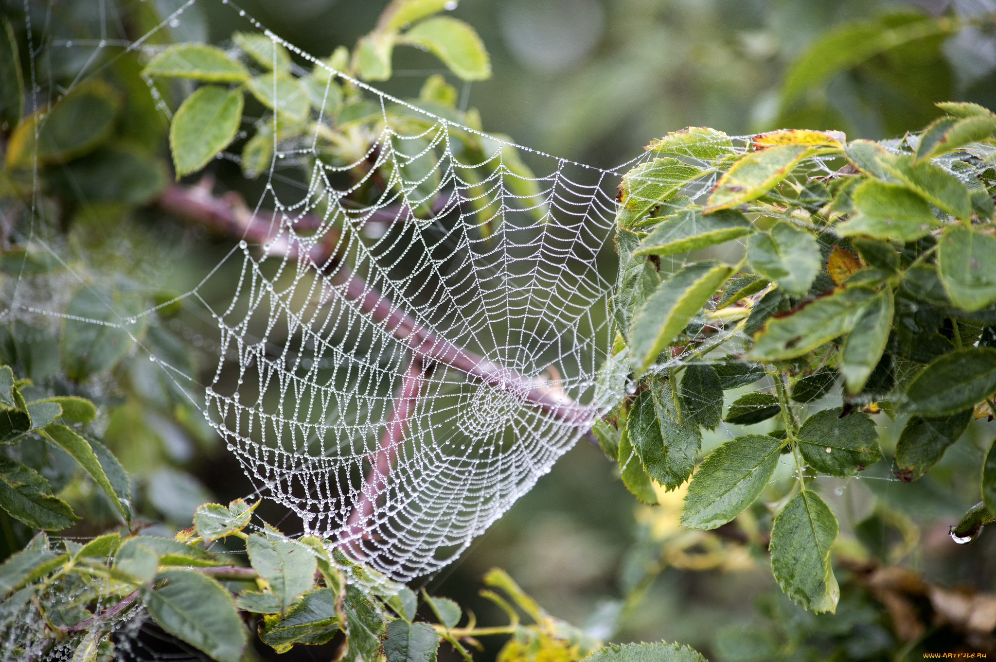 природа, другое, паутинка