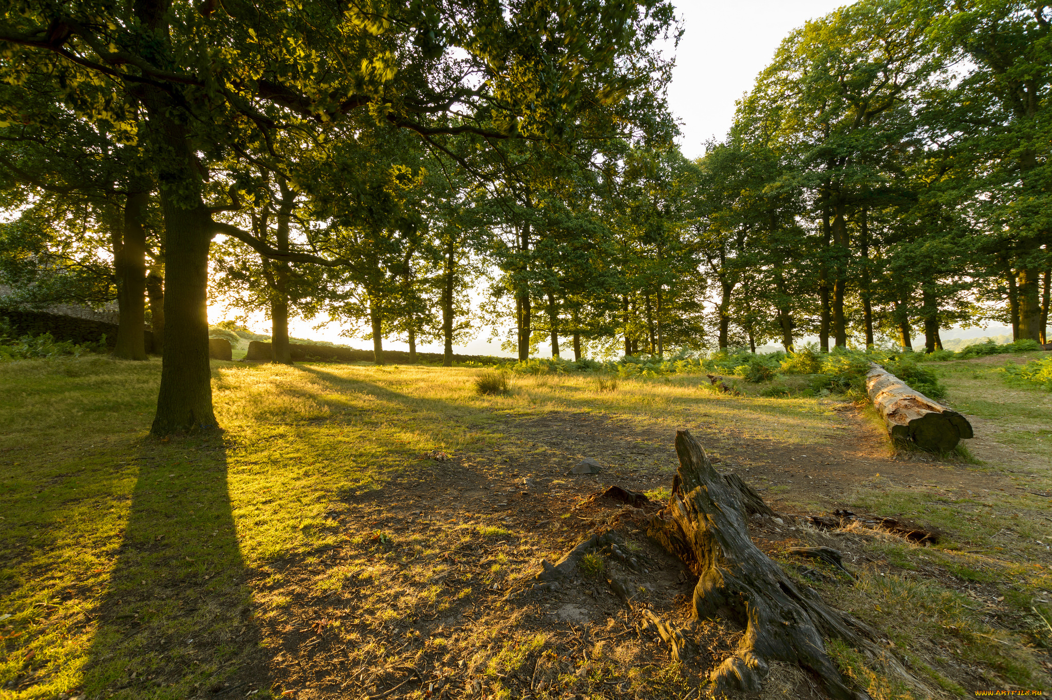 природа, лес, утро