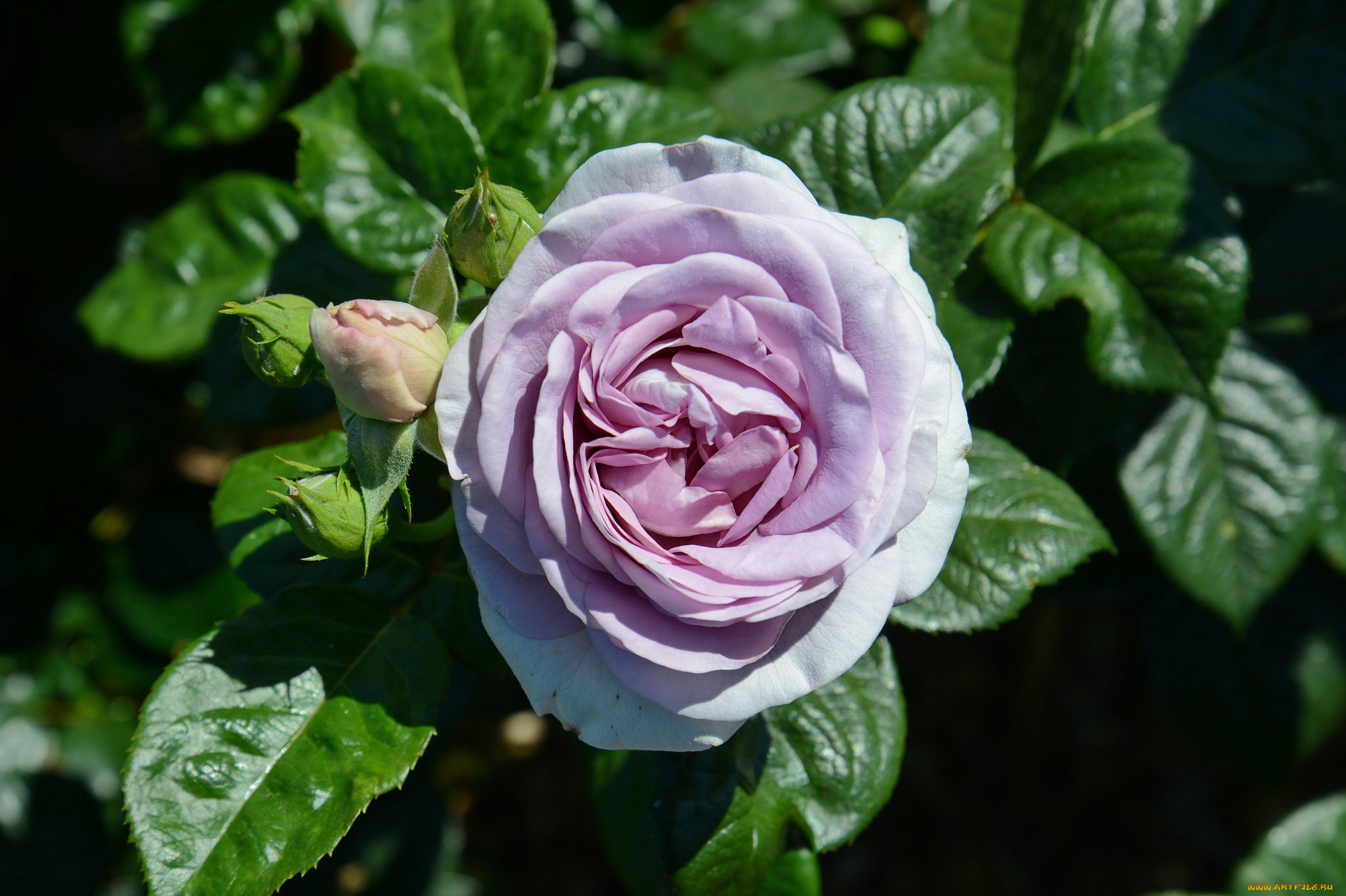 цветы, розы, бутон, роза