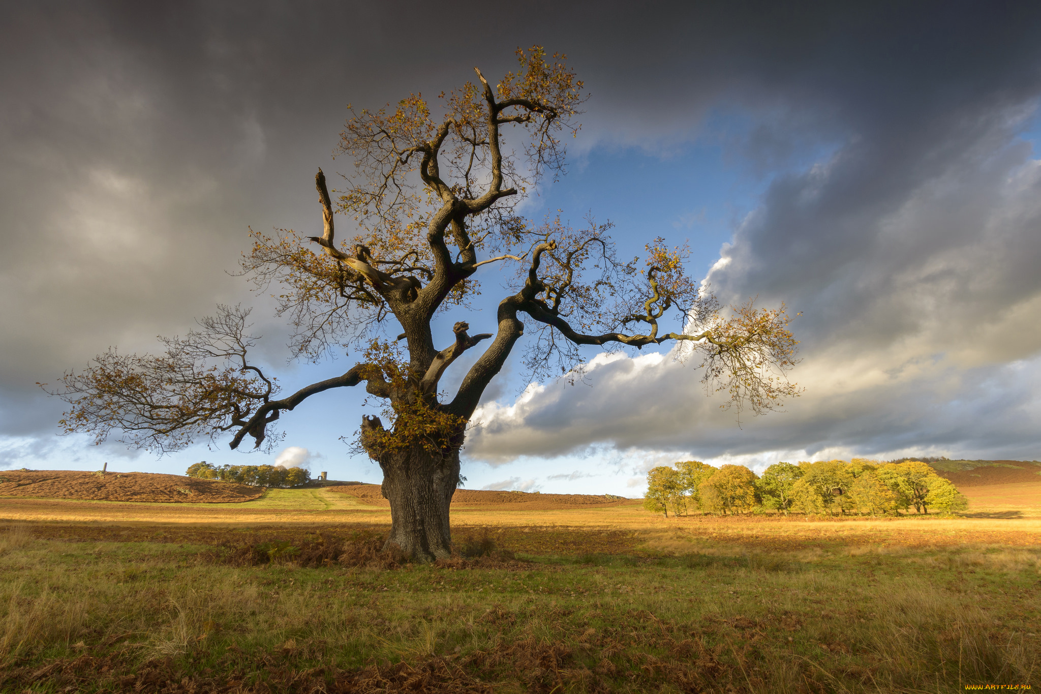 природа, деревья, дуб