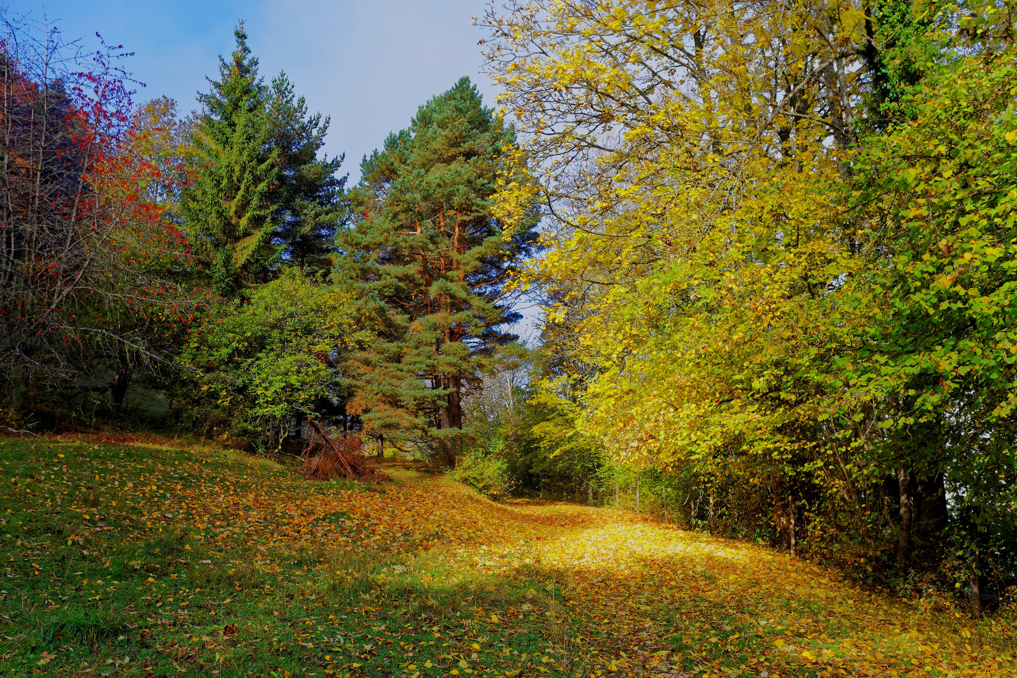 природа, дороги, лес, тропинка