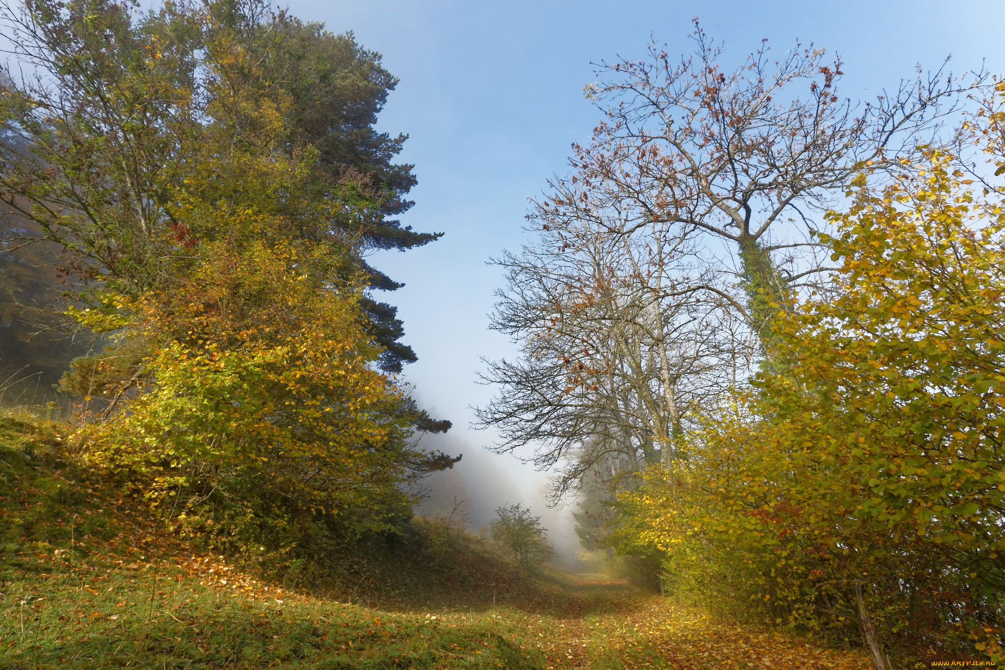 природа, дороги, лес, тропинка