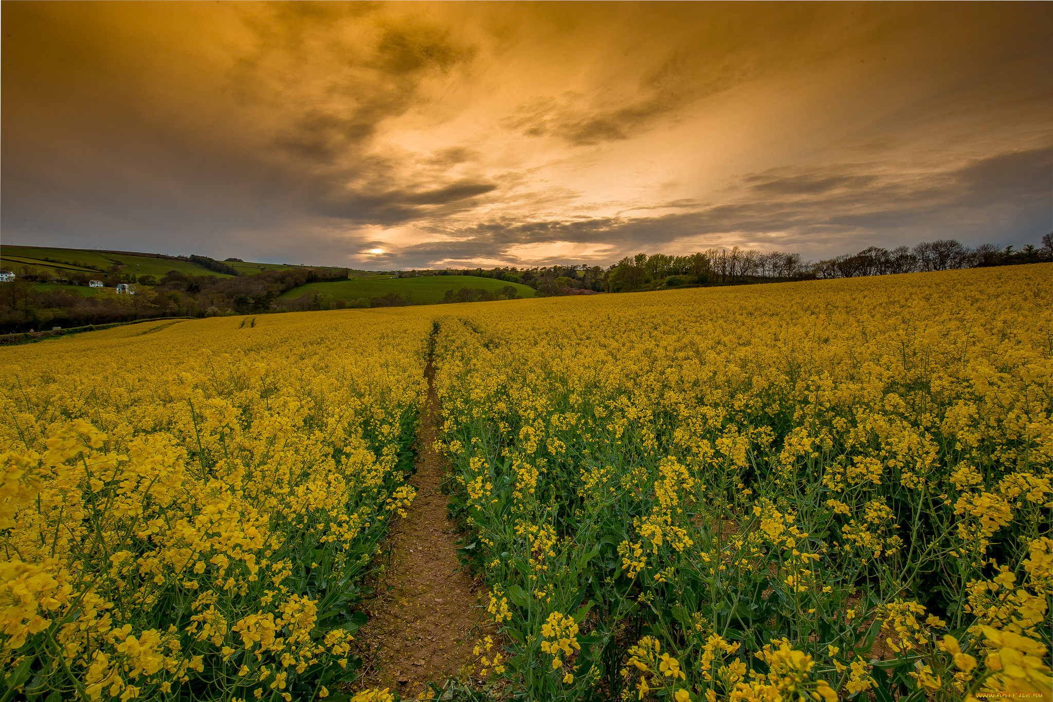 природа, дороги, тропинка, поле