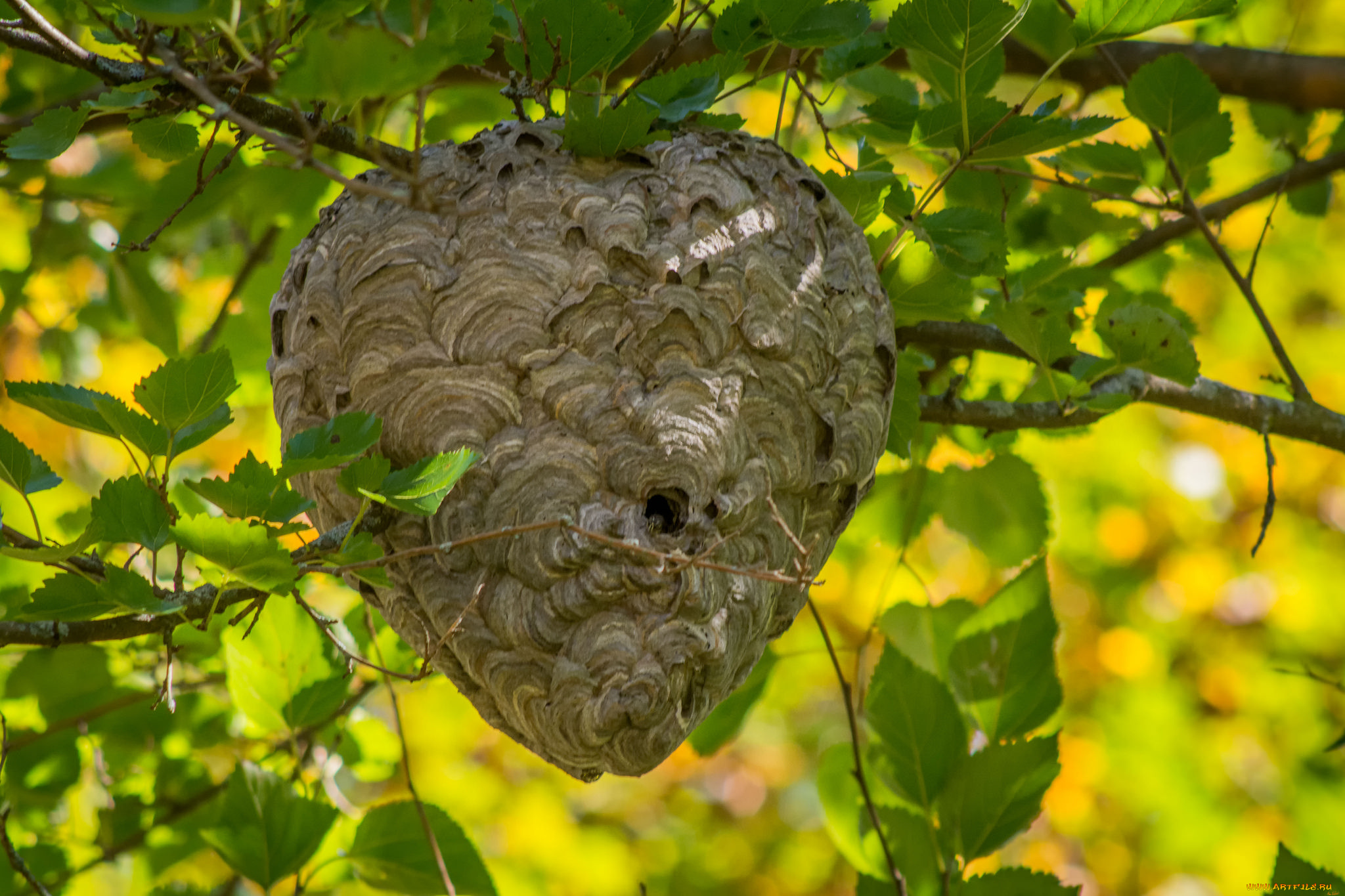 природа, другое, осинник