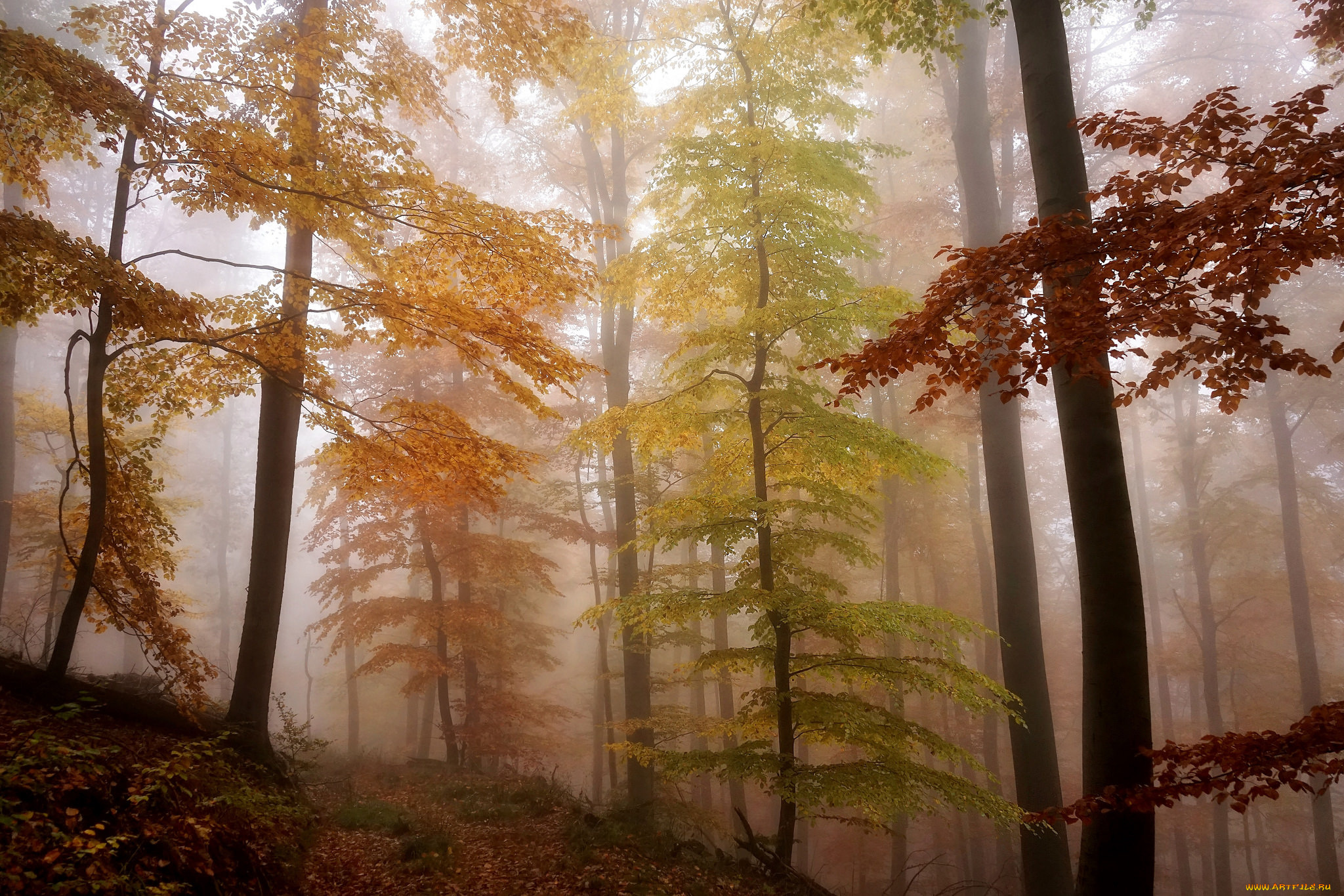 природа, лес, туман, деревья