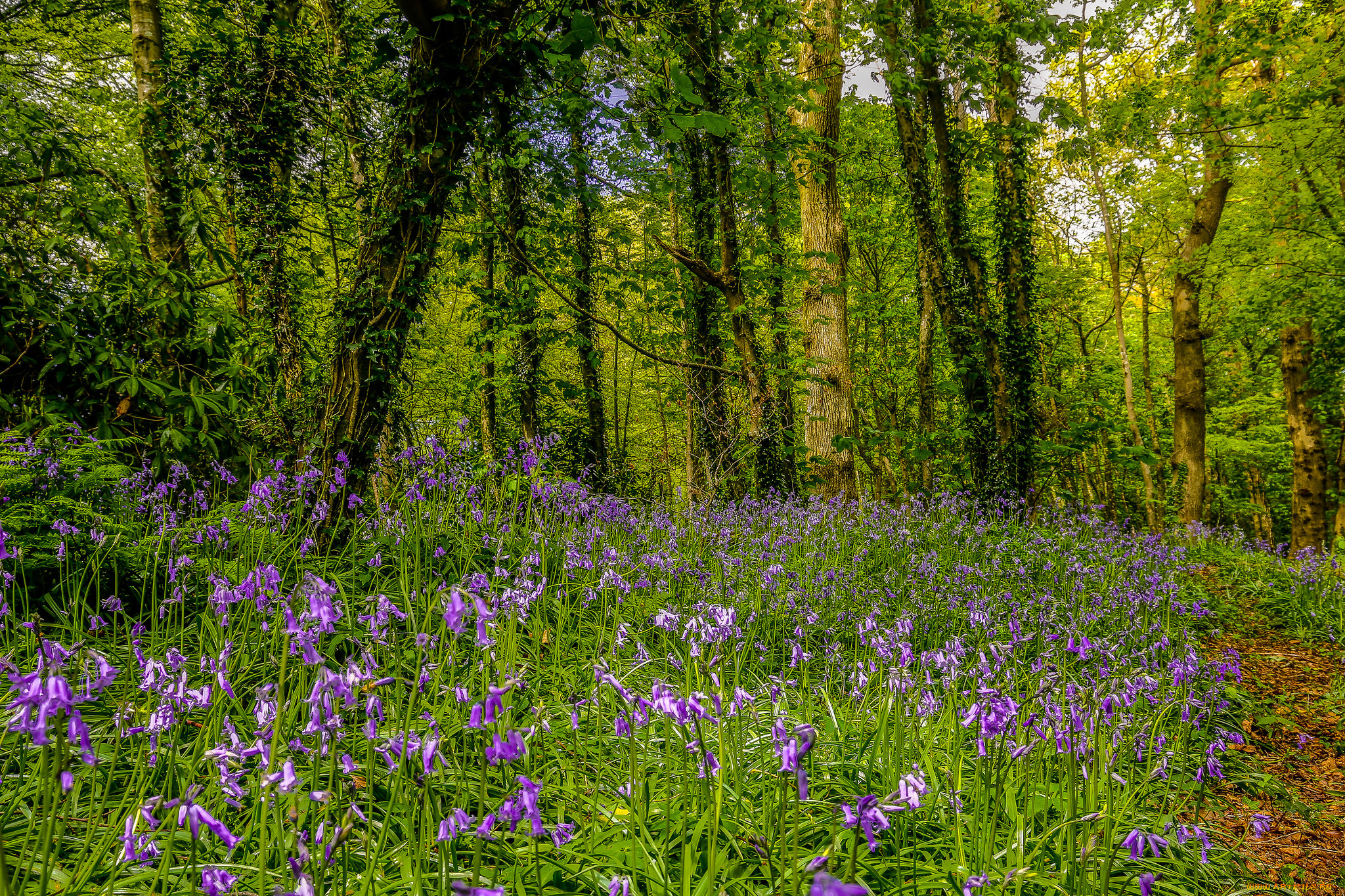 природа, луга, поляна, лес, цветы