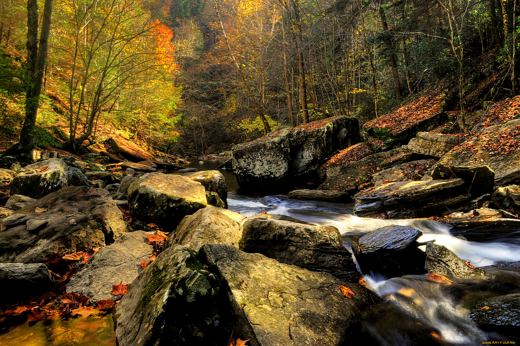 природа, реки, озера, лес, река