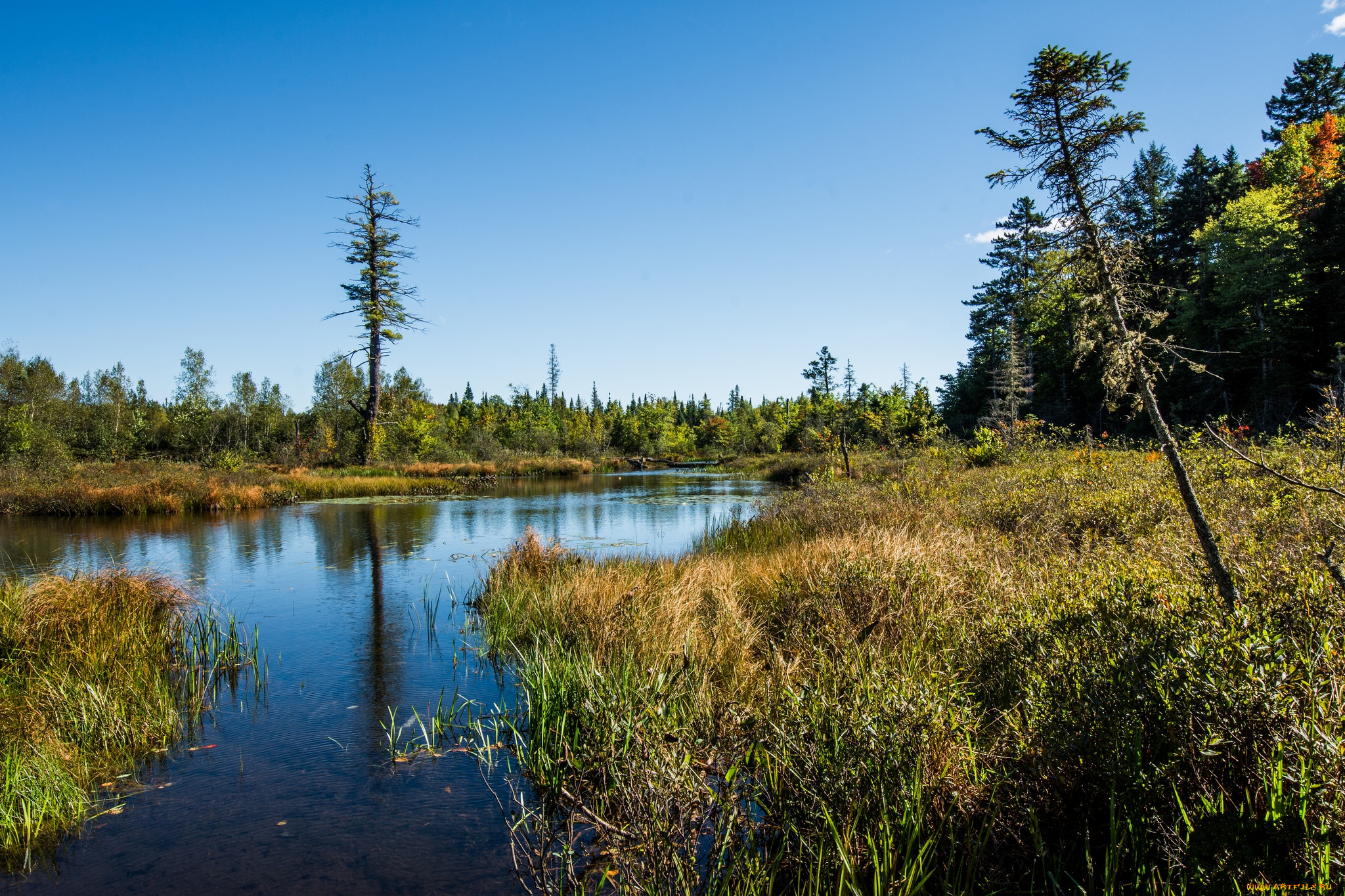 природа, реки, озера, лес, река