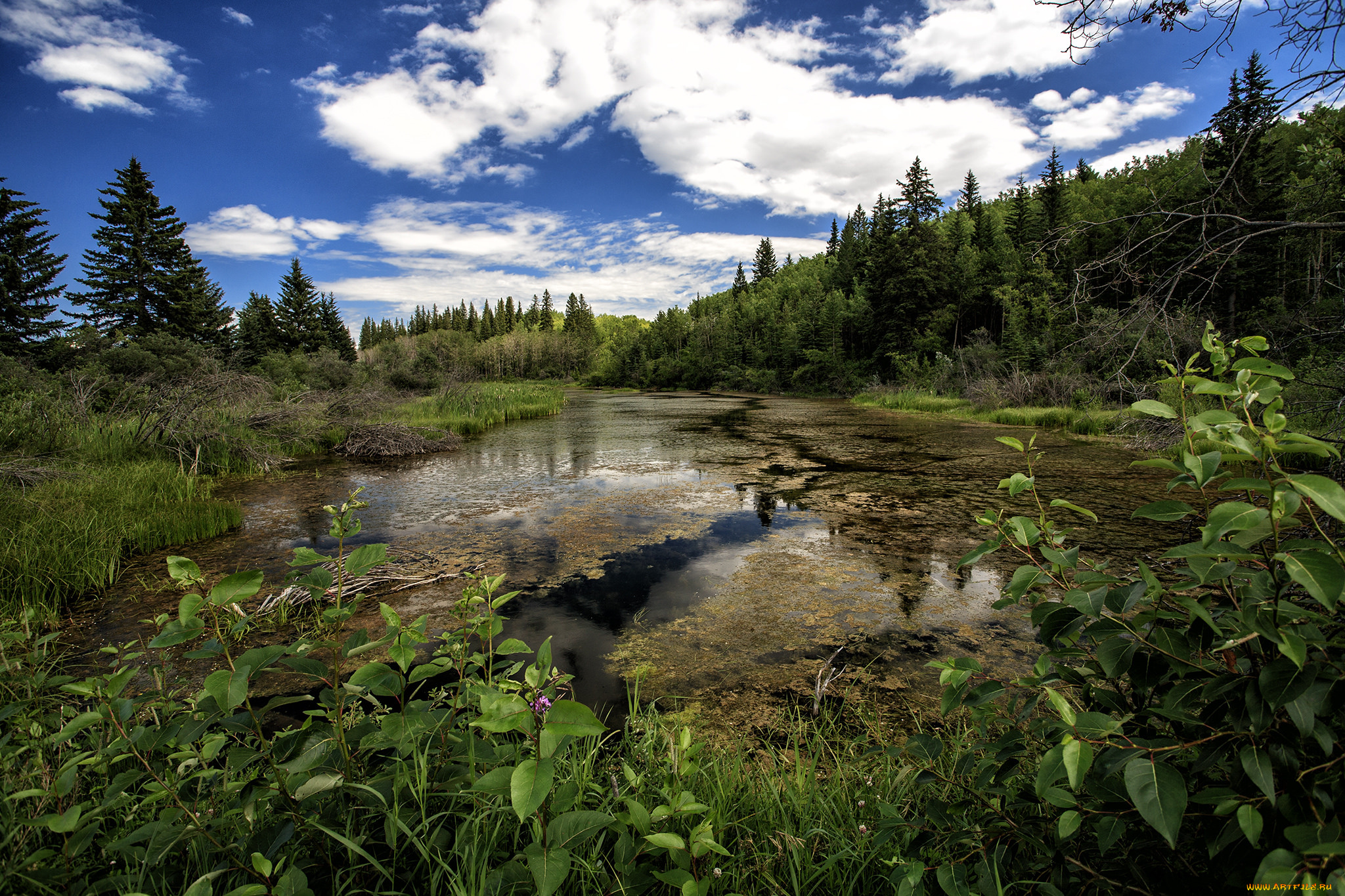 природа, реки, озера, река, лес