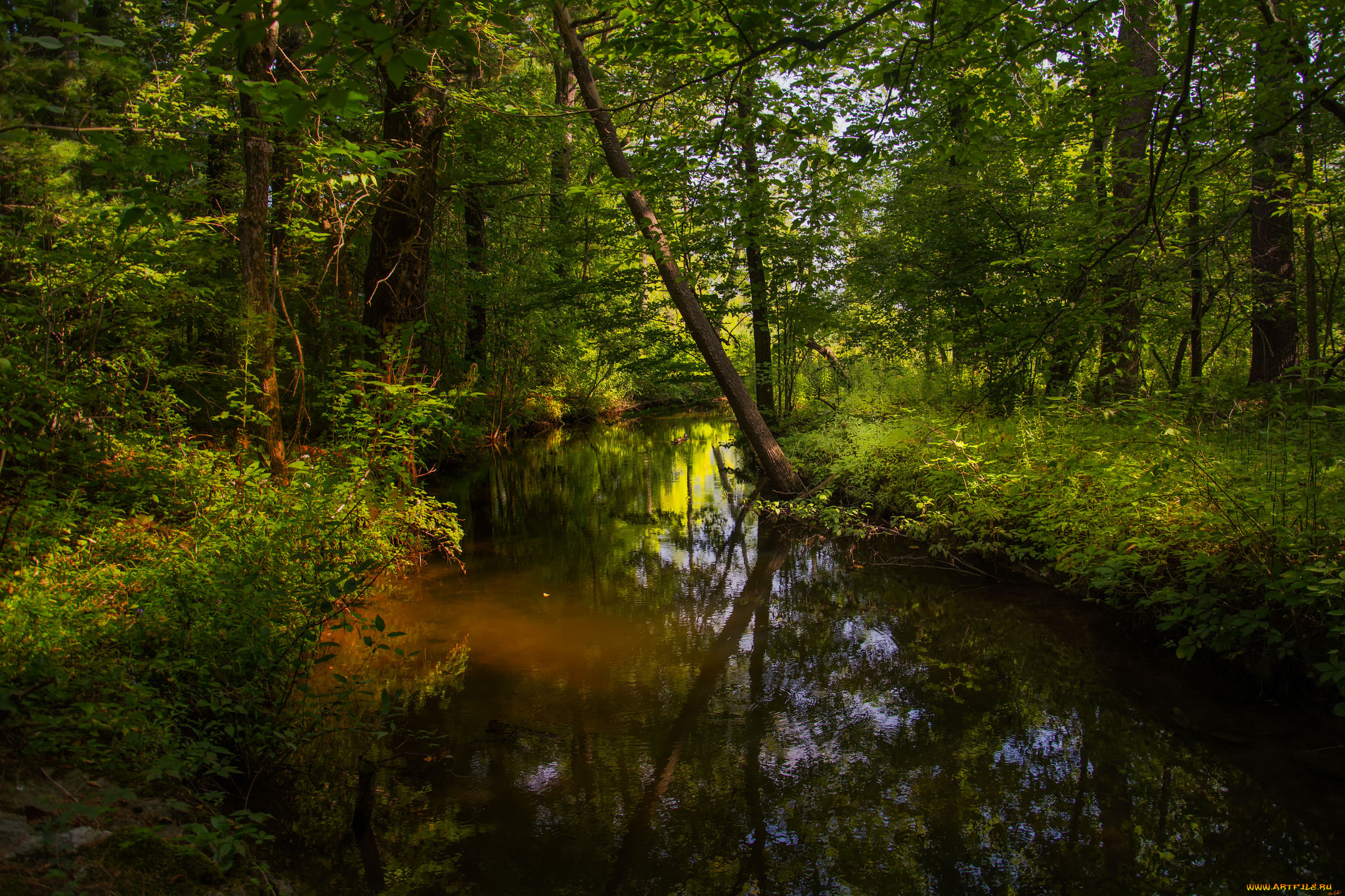 природа, реки, озера, река, лес