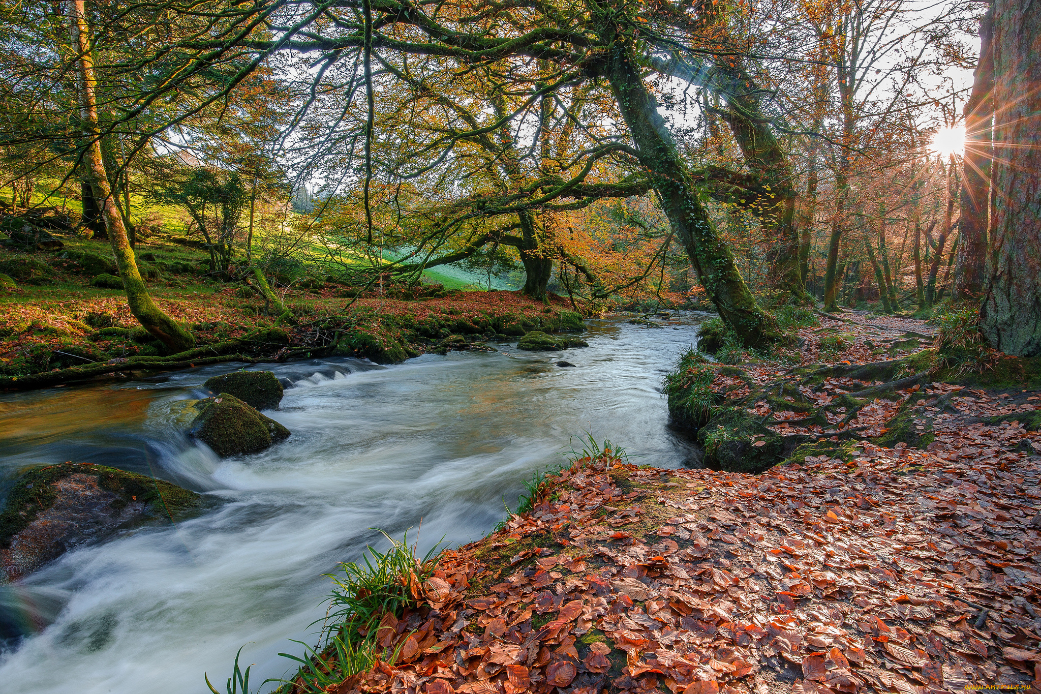 природа, реки, озера, река, лес