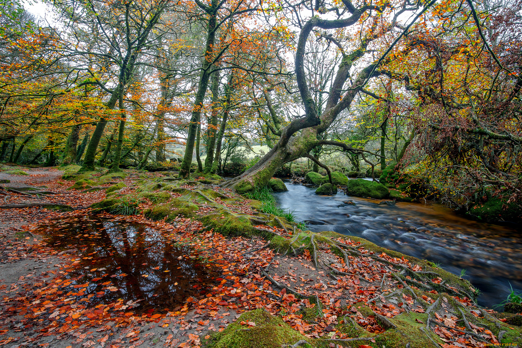 природа, реки, озера, река, лес