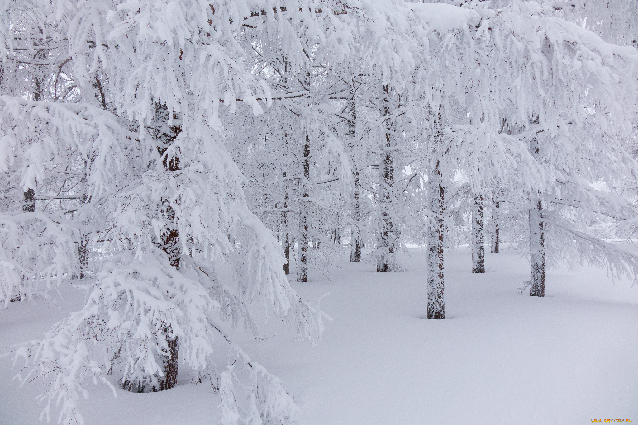 природа, зима, снег, деревья, лес