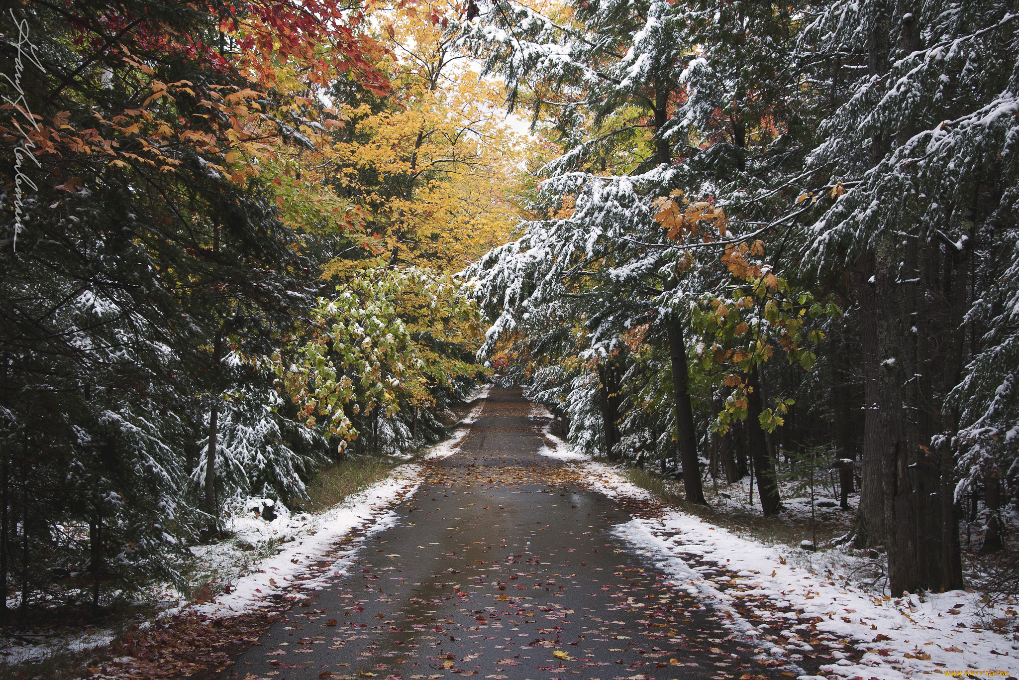 природа, дороги, шоссе, лес