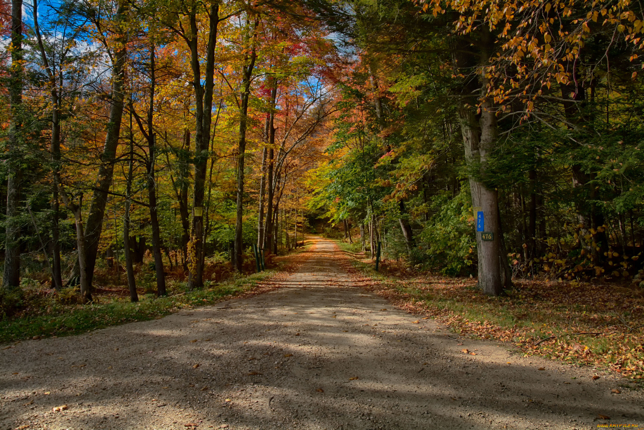 природа, дороги, дорога, лес