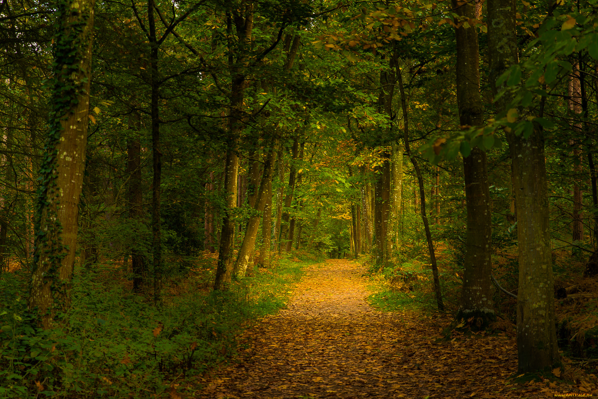 природа, дороги, лес, тропинка