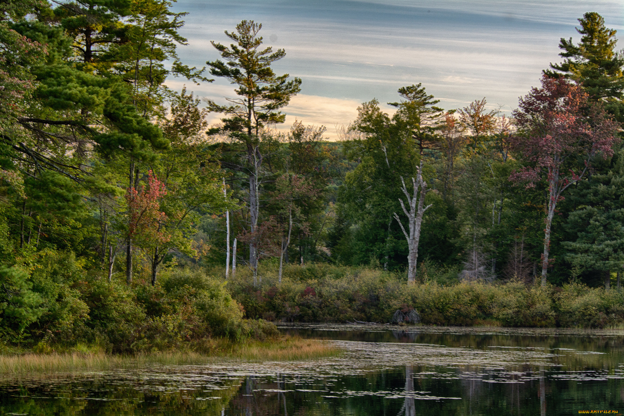 природа, реки, озера, лес, река