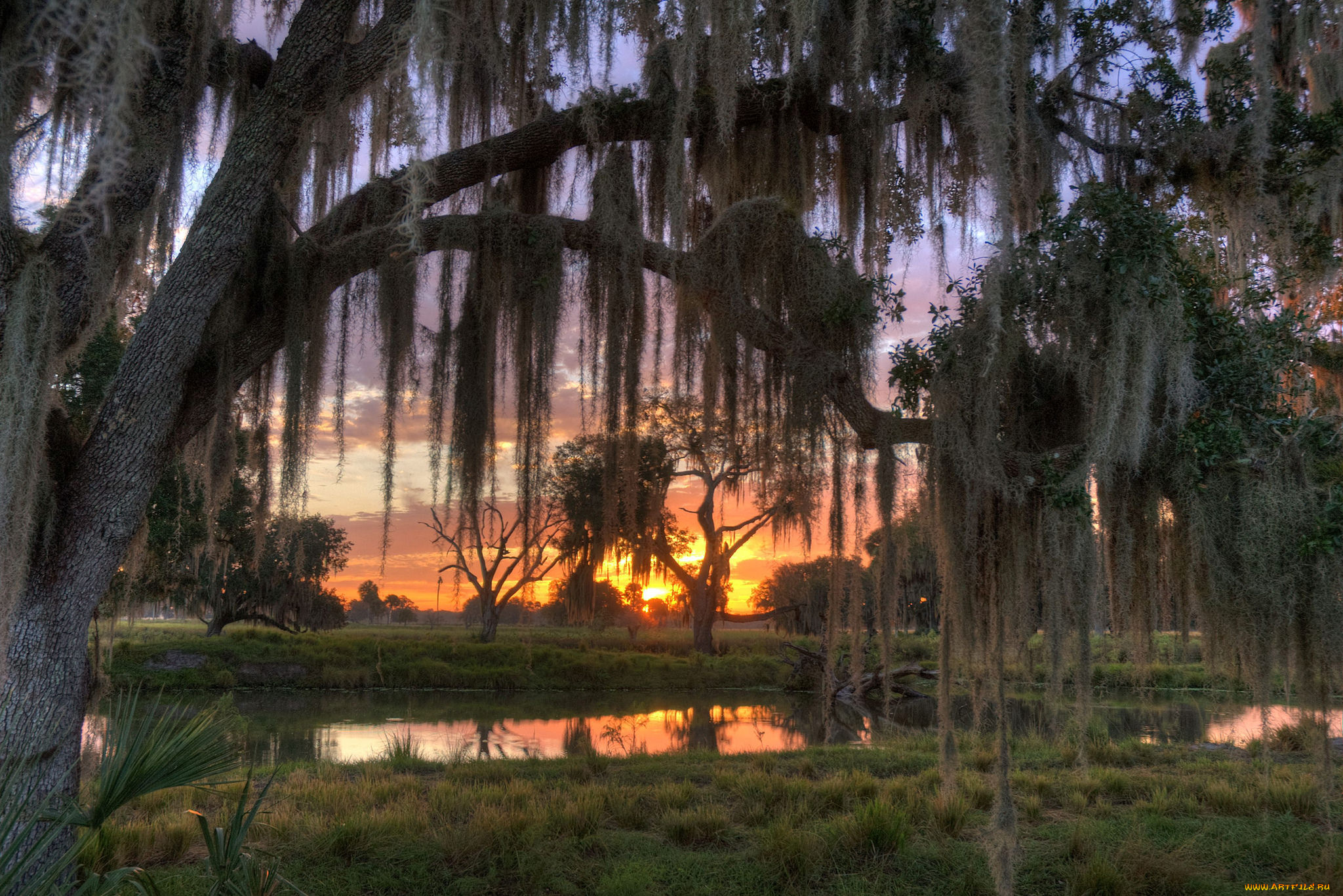 природа, восходы, закаты, река, лес