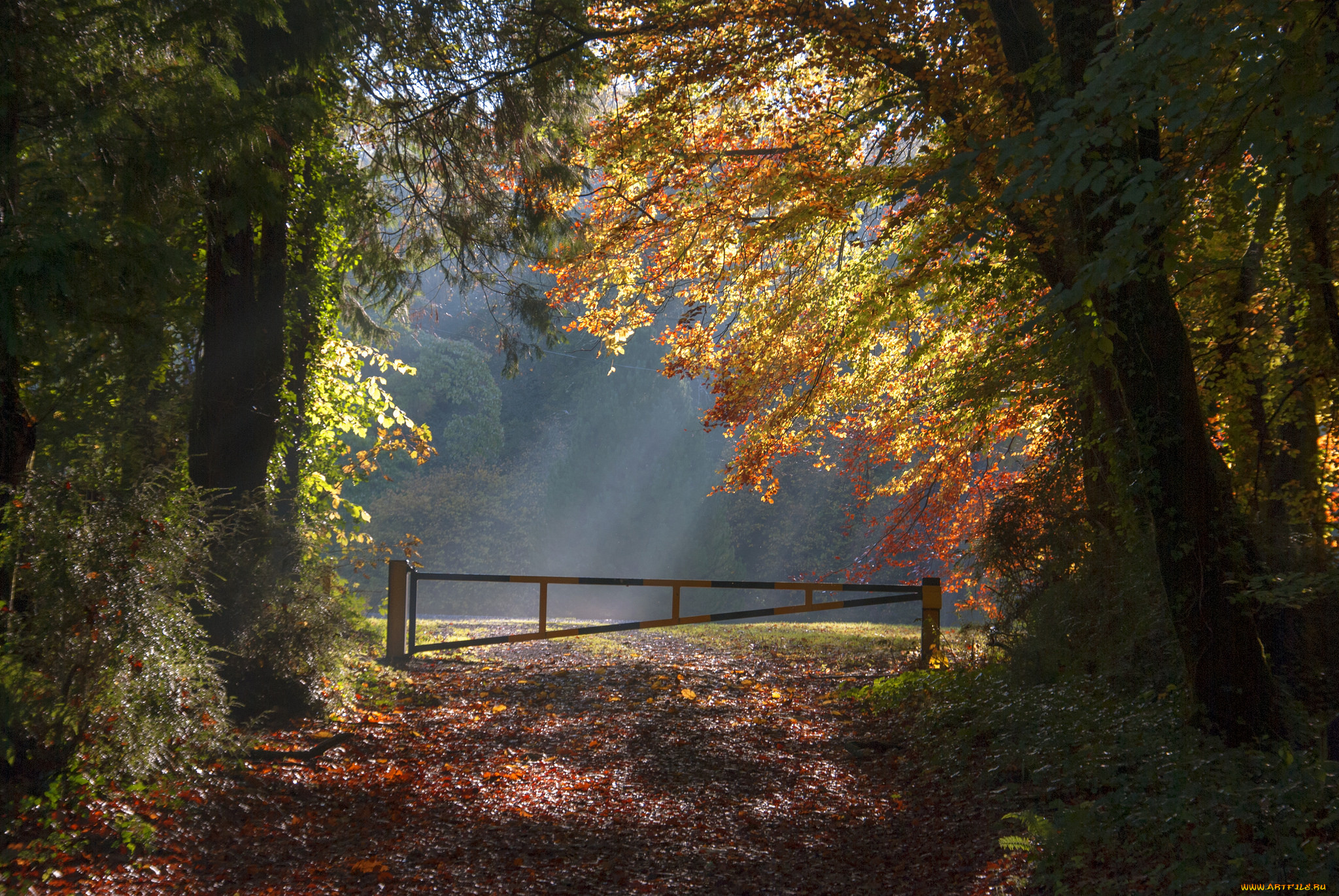 природа, дороги, лес, дорога