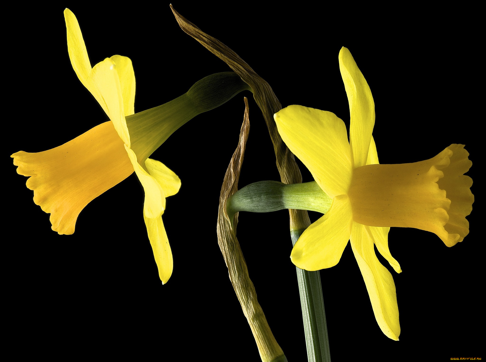 цветы, нарциссы, фон, макро