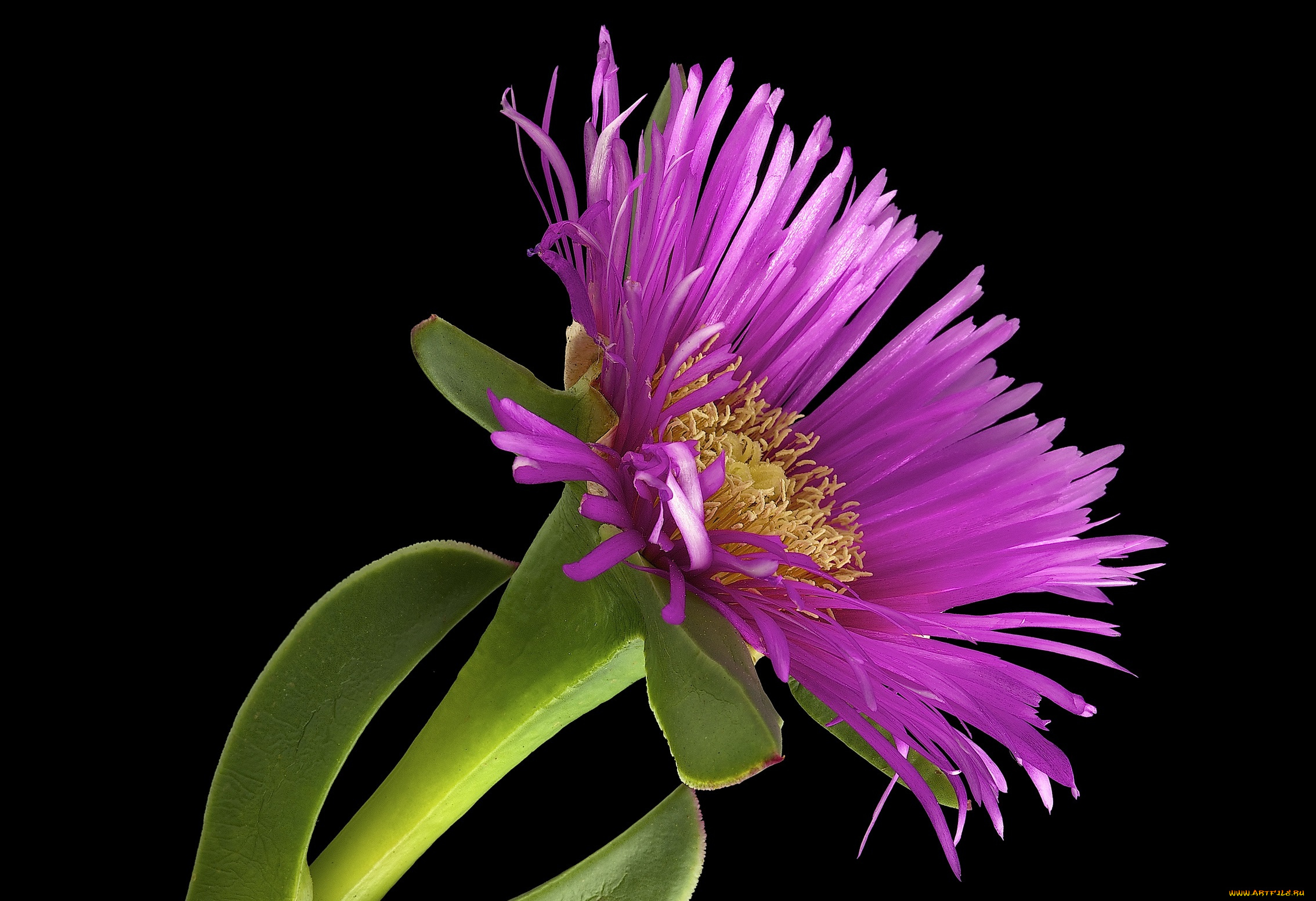 цветы, астры, фон, макро, цветок