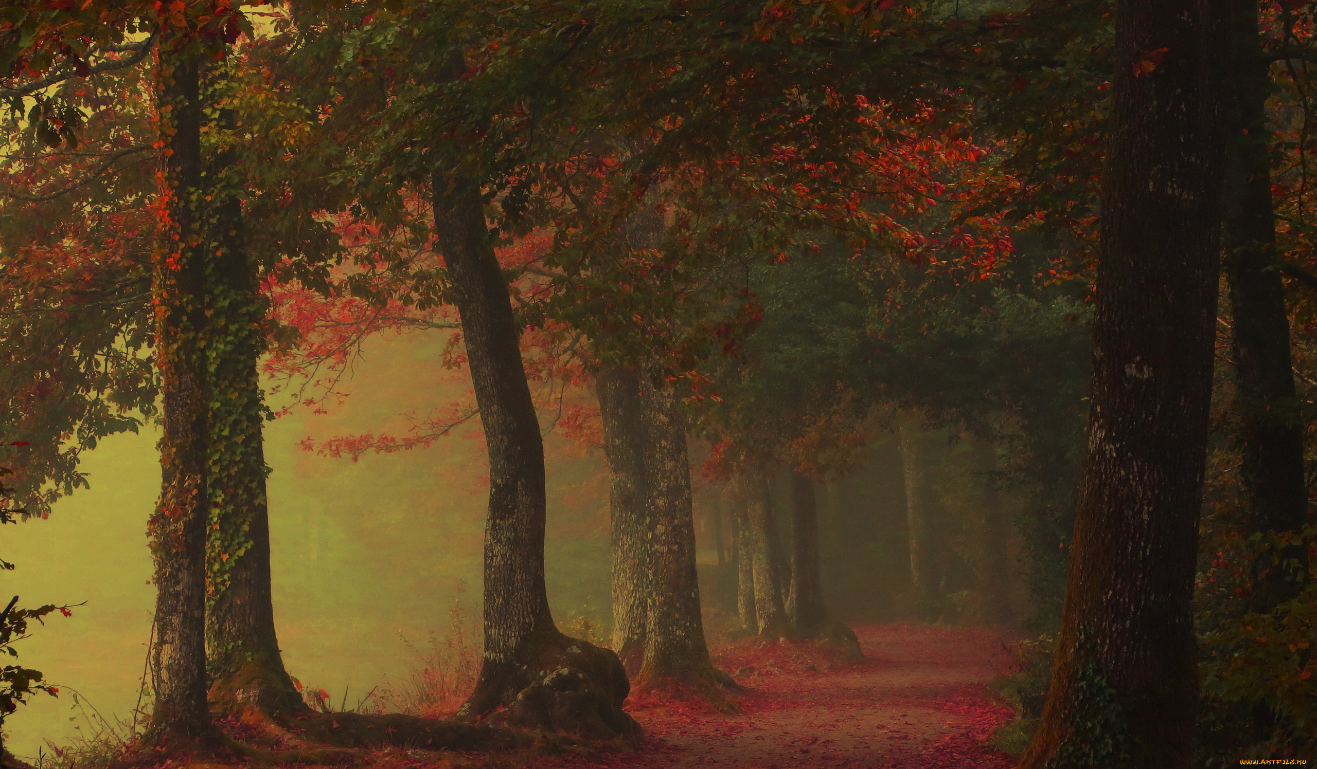 природа, дороги, деревья, дорога, осень, туман