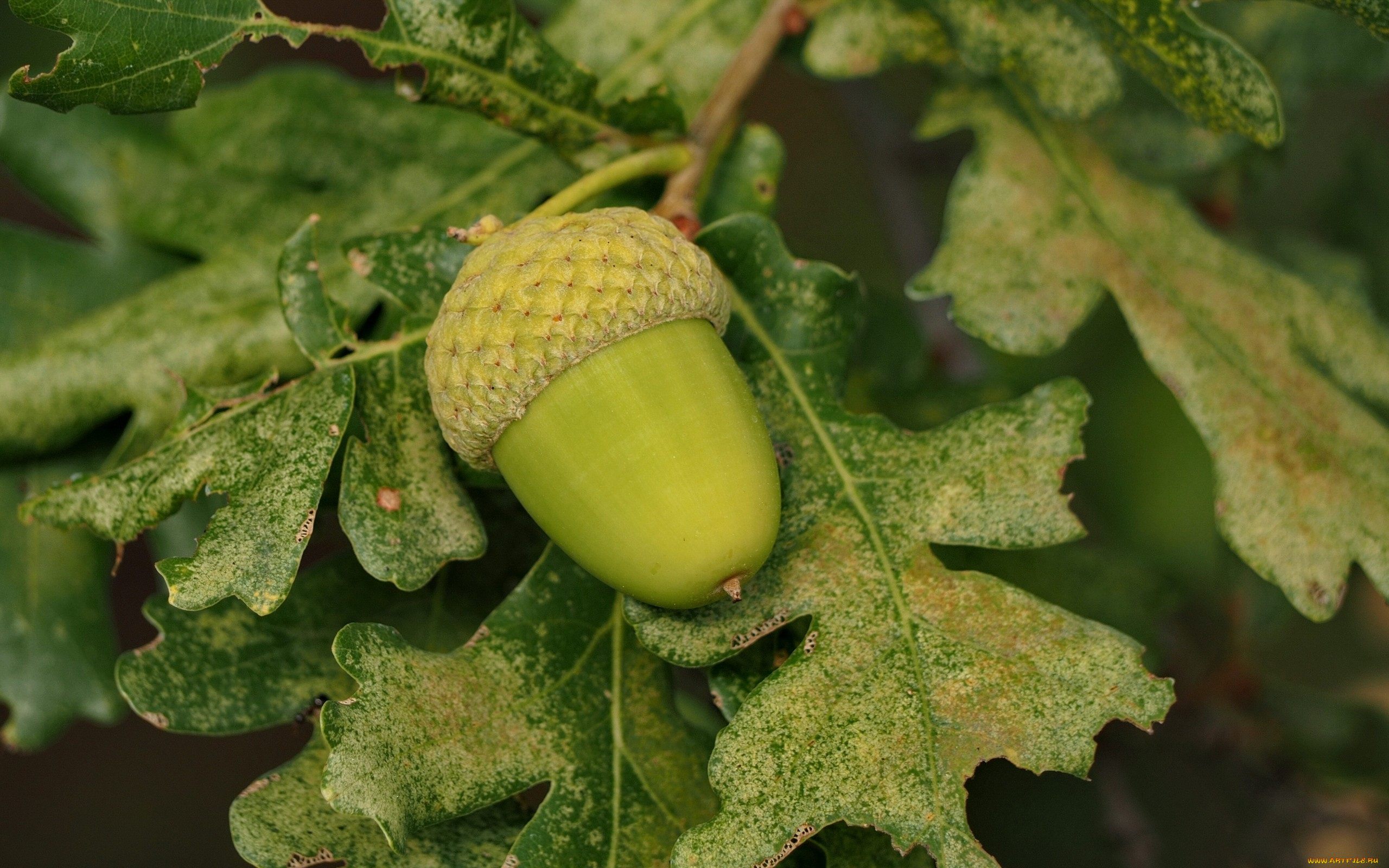 природа, плоды, жёлудь, ветка, листья, дуб, макро