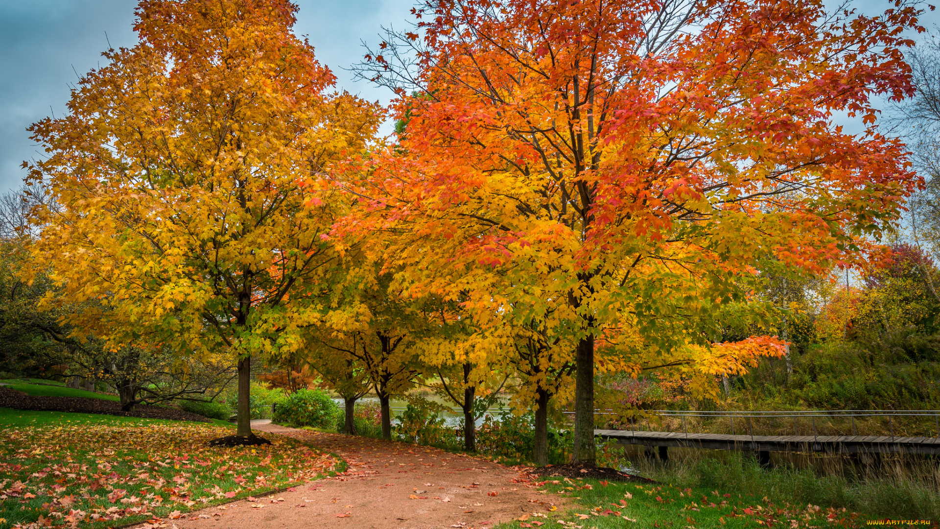 природа, деревья, осень, клен