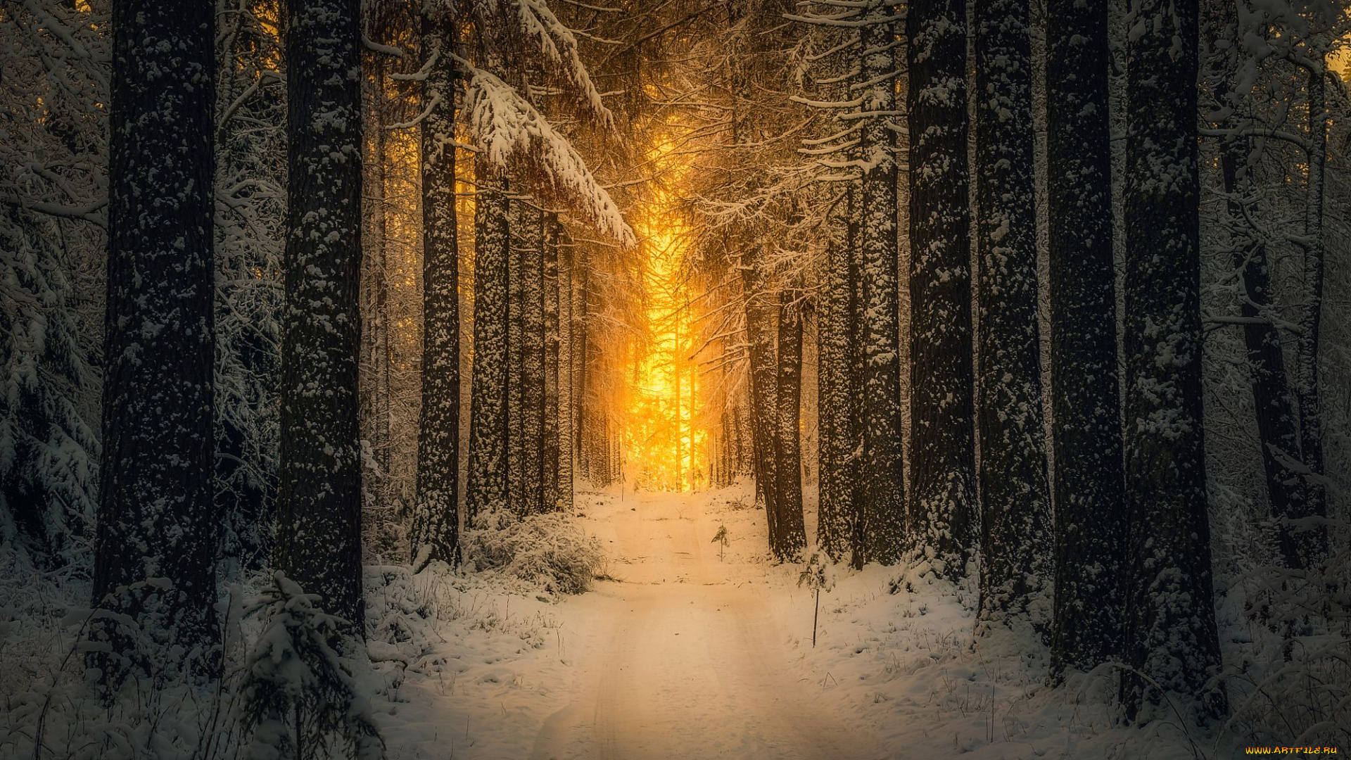 природа, дороги, дорога, лес