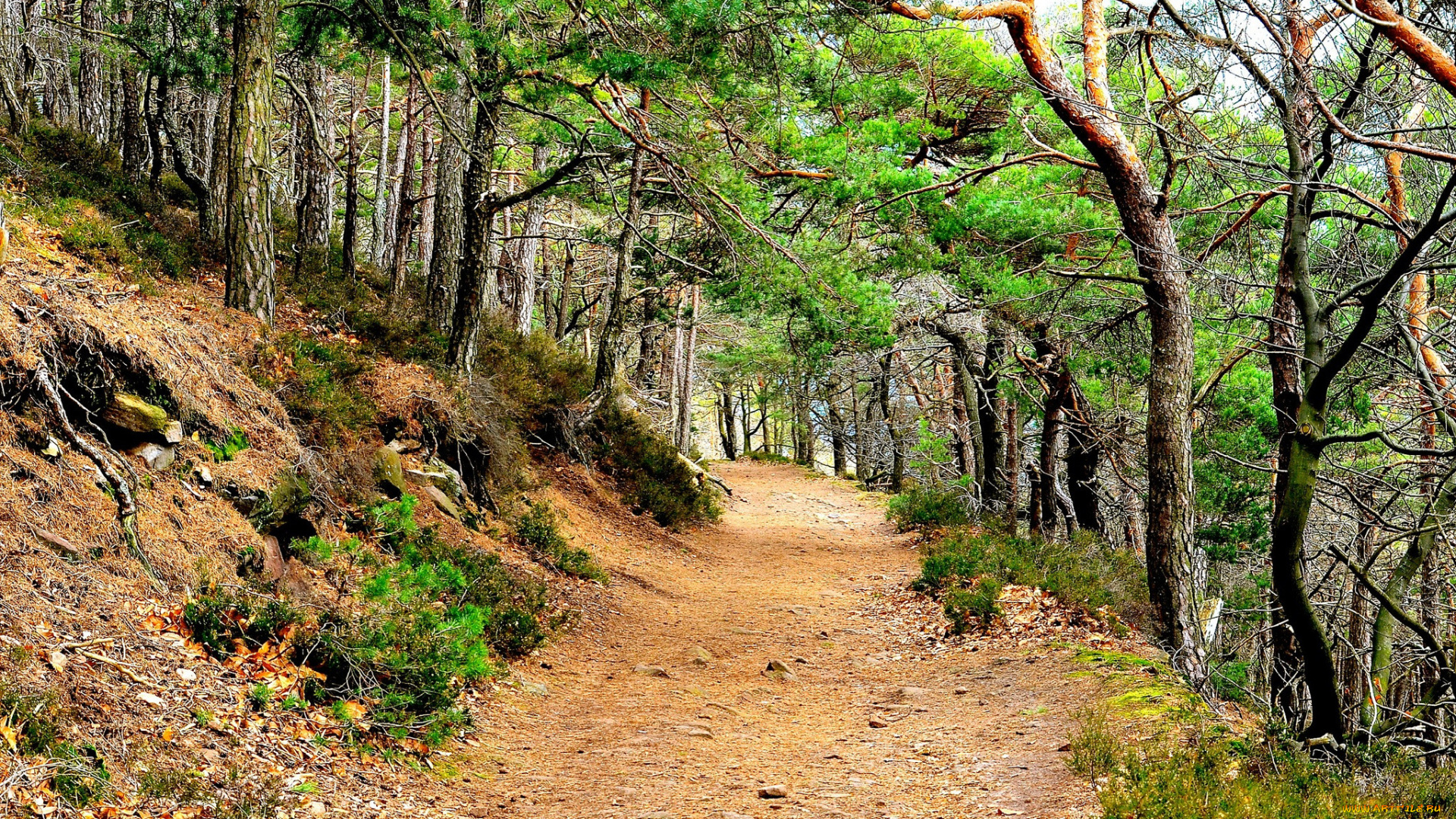 природа, дороги, тракт