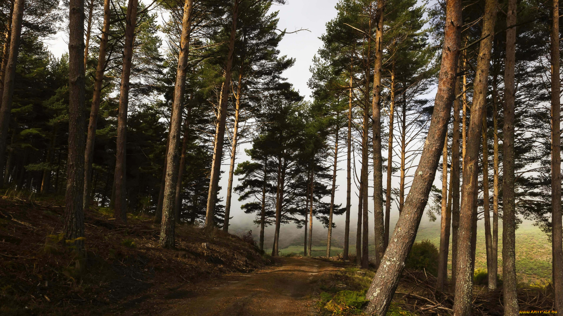 природа, дороги, тракт