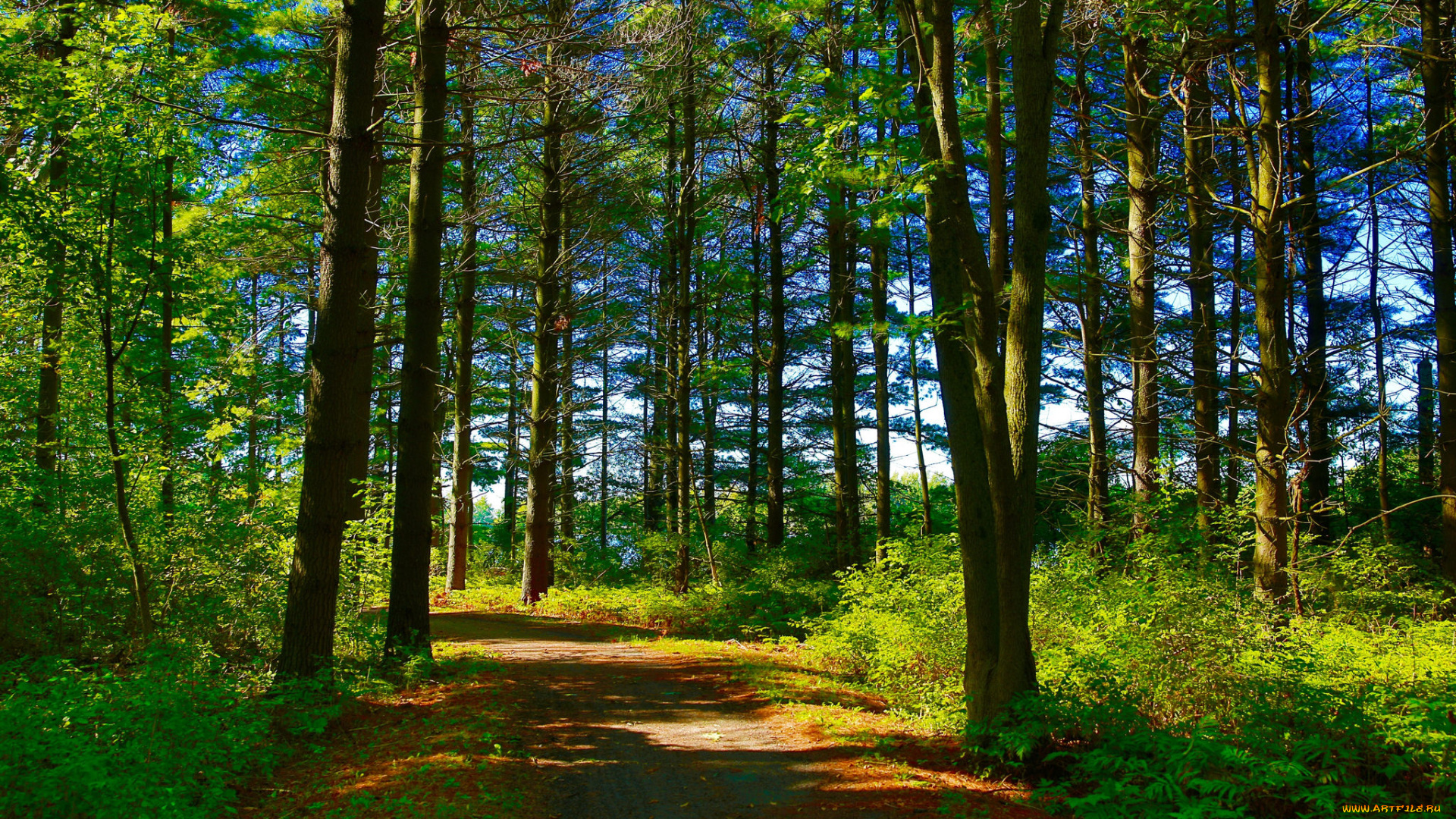 природа, дороги, тракт