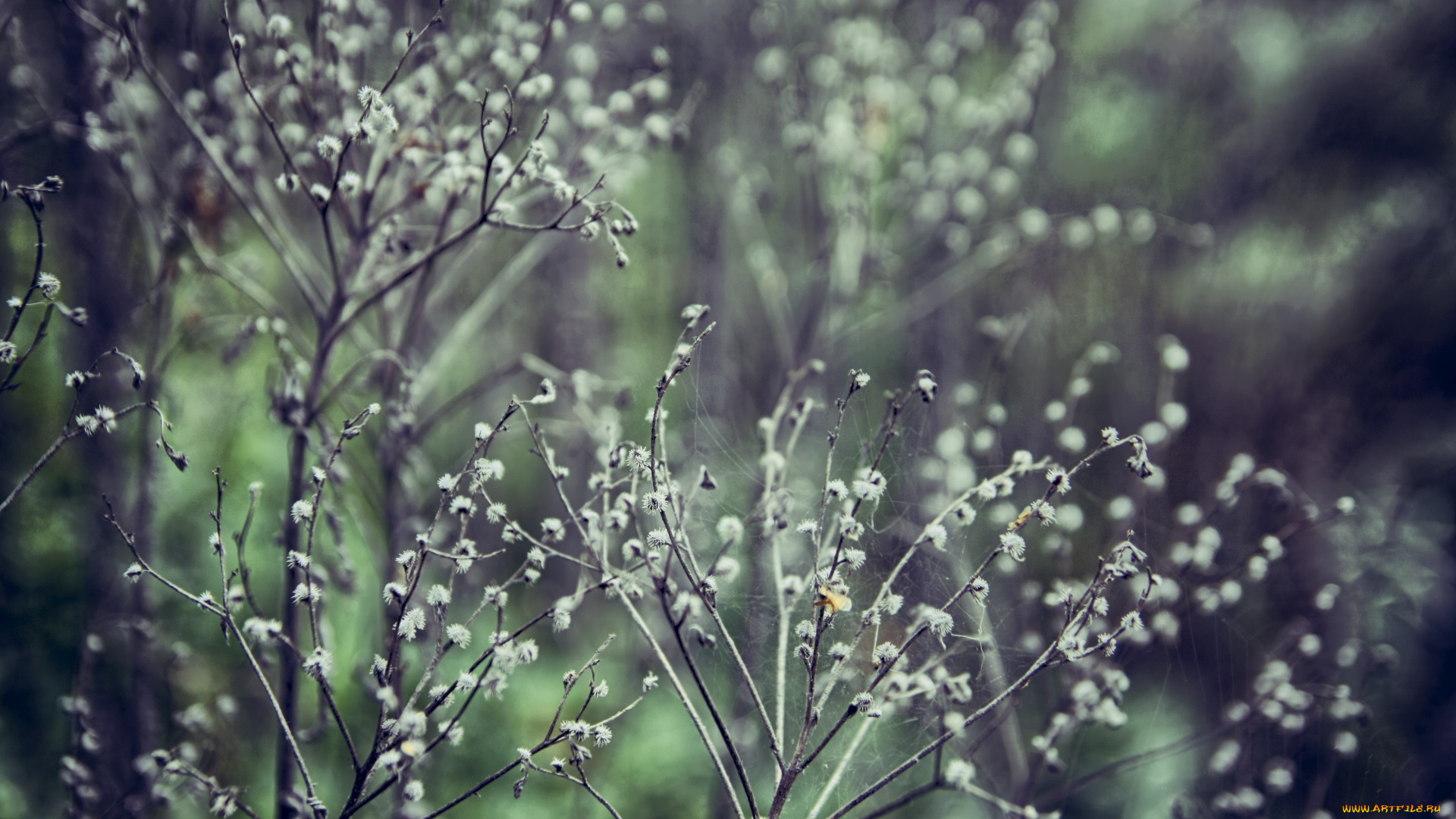 природа, макро, сухостой, паутина, соцветия, трава