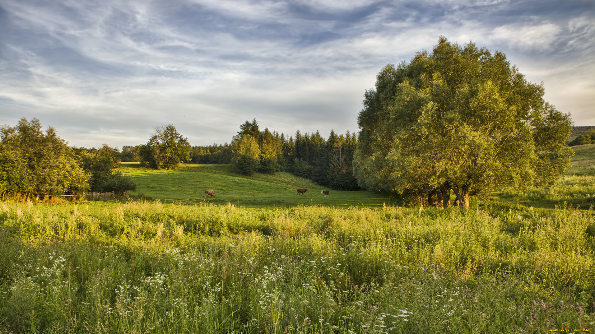 природа, пейзажи, простор