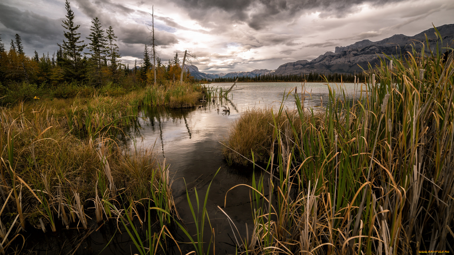 природа, реки, озера, лес, река